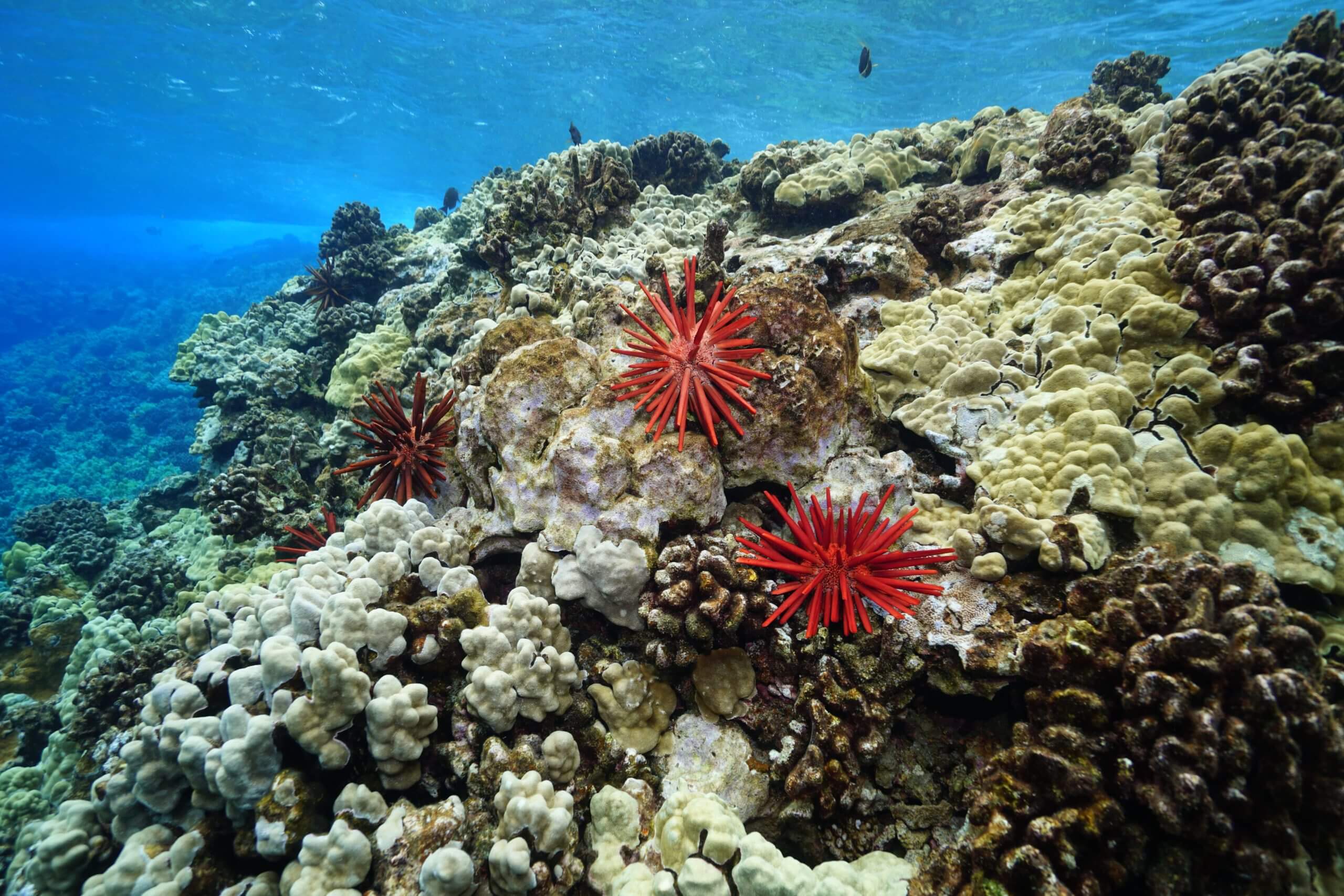 An underwater reef