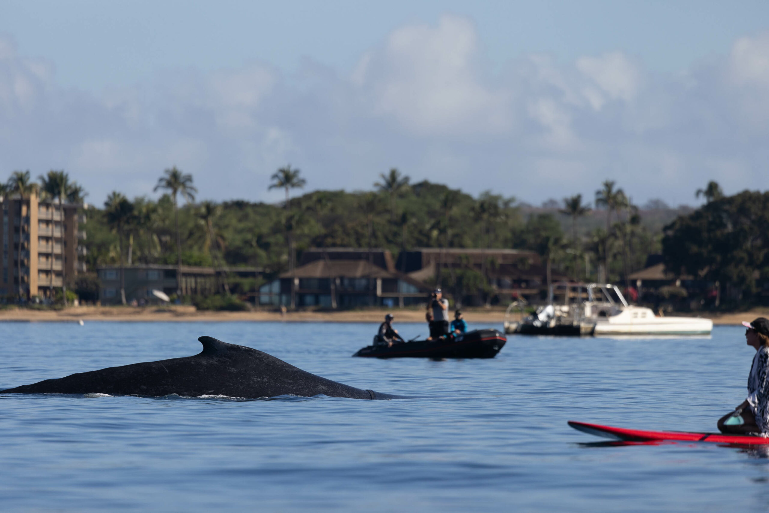 GO SLOW, WHALES BELOW: PWF RESEARCH INSTRUMENTAL IN MULTI-AGENCY COLLABORATION RESULTING IN NEW VOLUNTARY WHALE-WATCH GUIDELINES