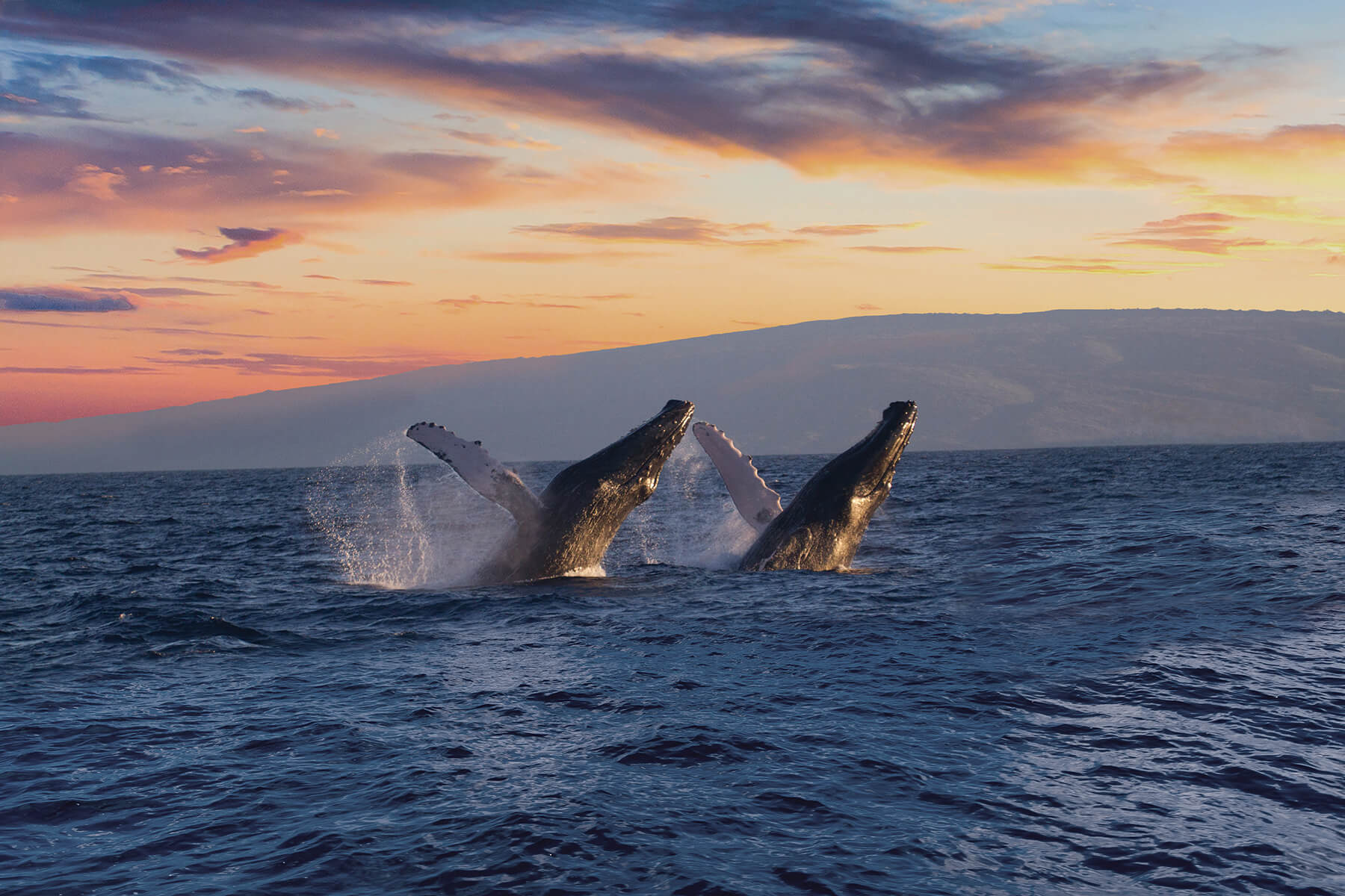 Sunset Dinner & Whale Watch