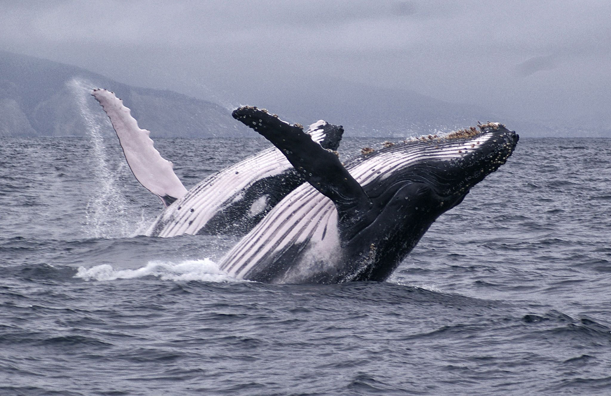 COURTSHIP ON — AND UNDER — THE HIGH SEAS