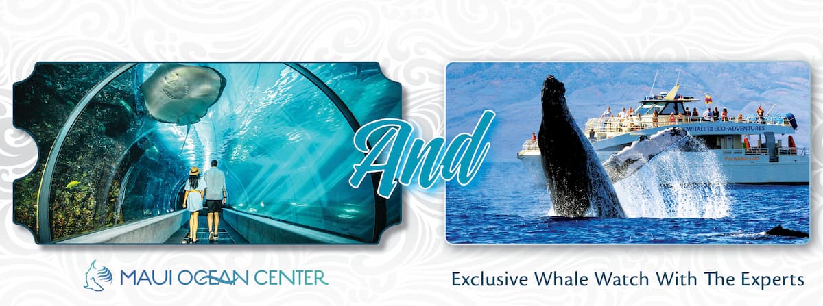 Ultimate Ocean Package: Exclusive Whale Watch with the Experts