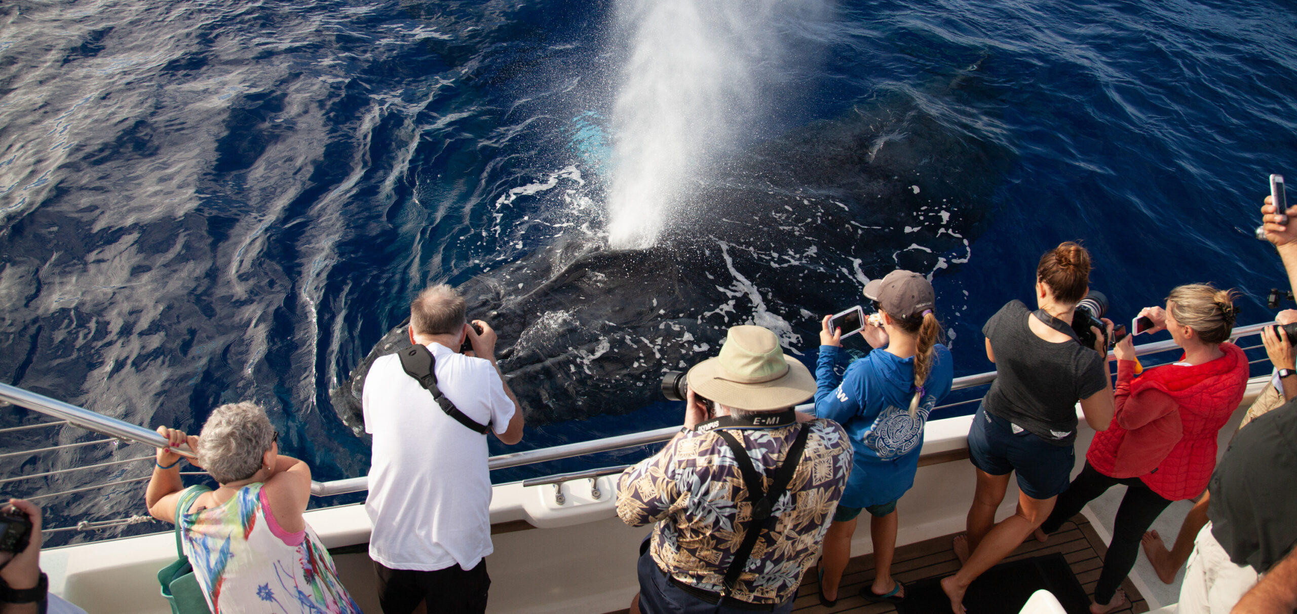 Whale Watch Sail Deluxe