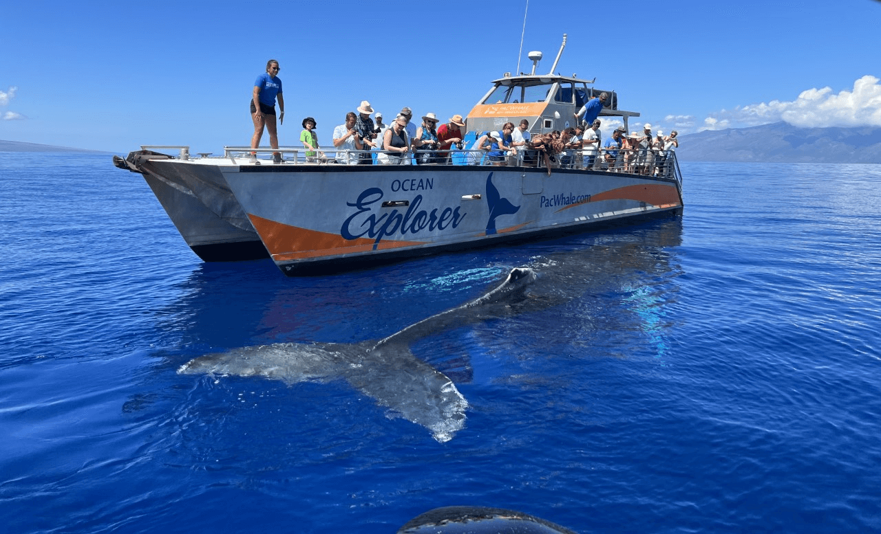 Small group whale watching