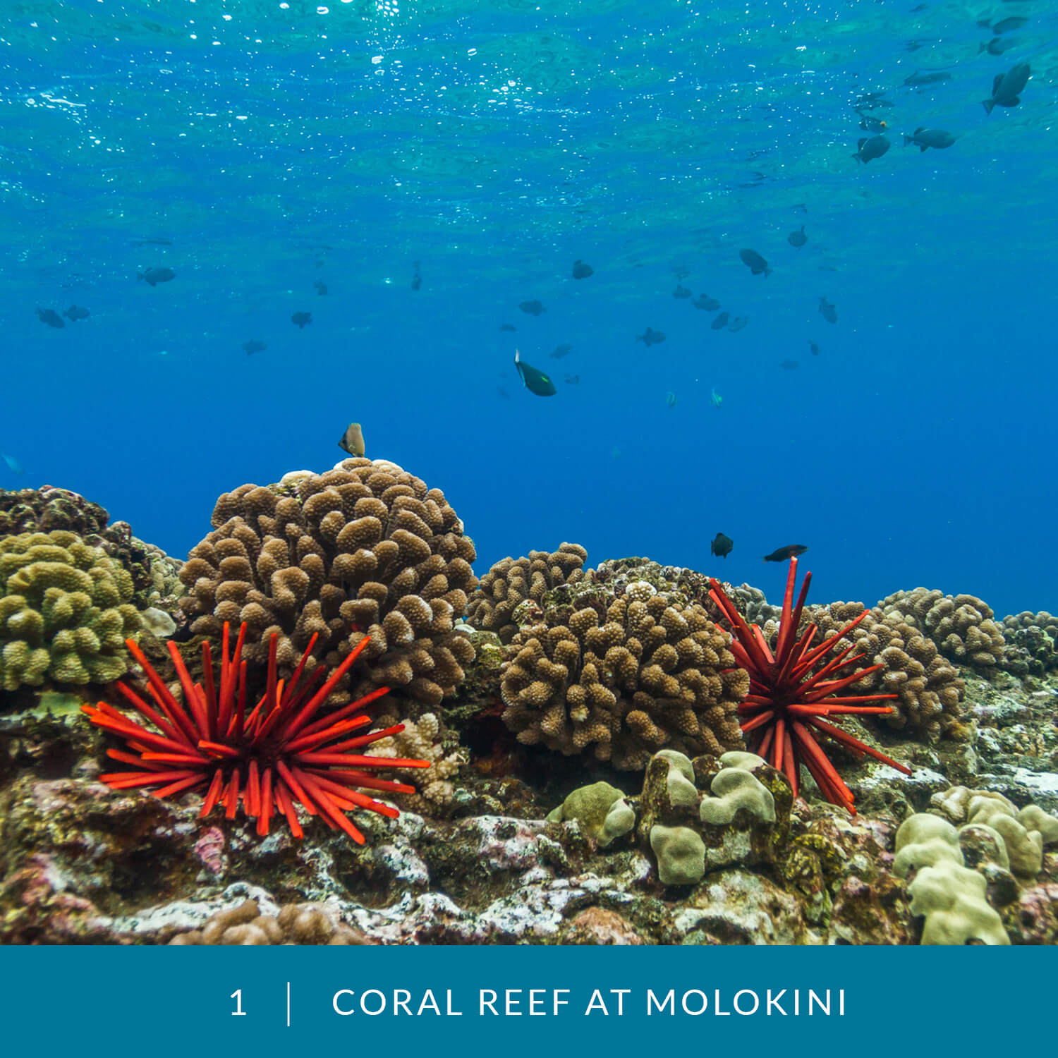 VESS_Fish_Cards_2021_01_Coral_Reef_Molokini