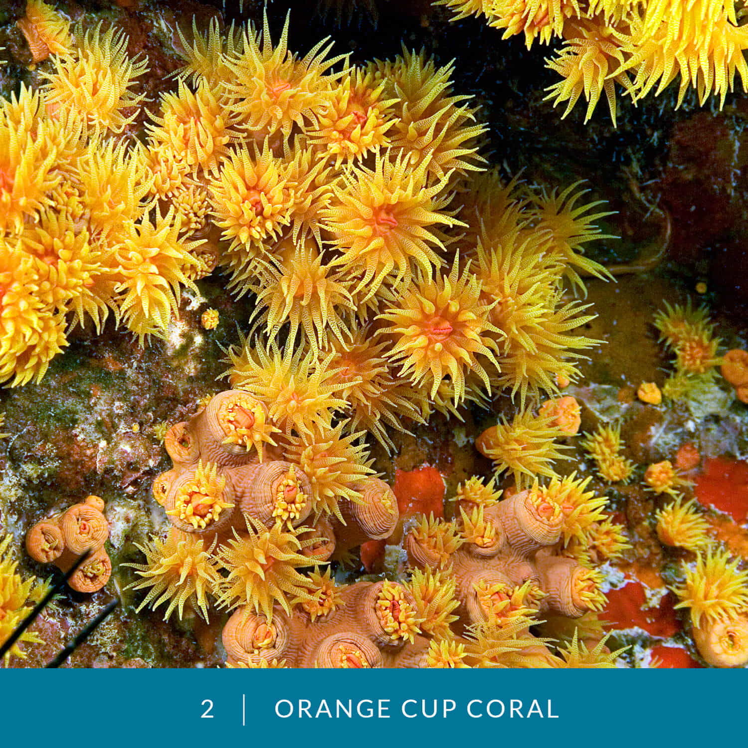 VESS_Fish_Cards_2021_02_Orange_Cup_Coral