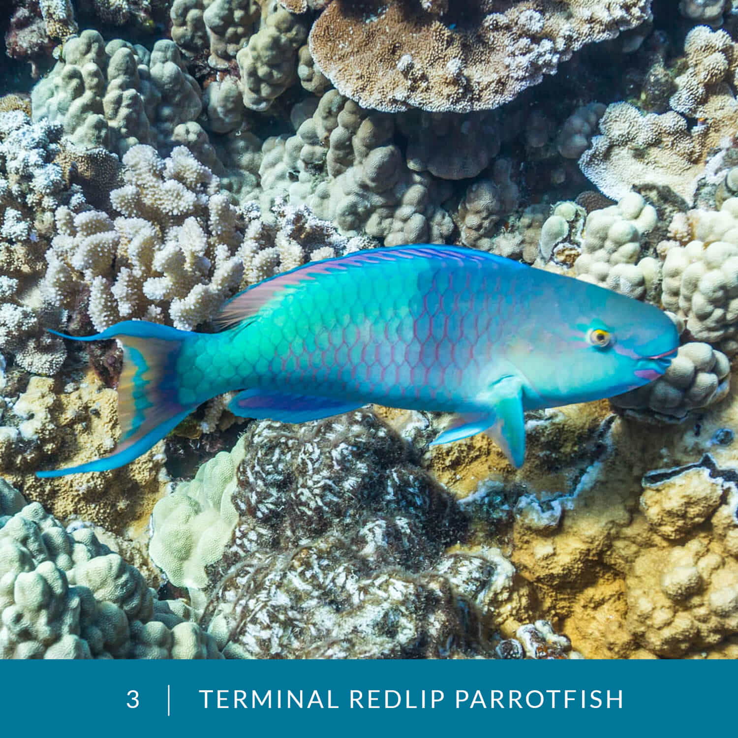 VESS_Fish_Cards_2021_03_Redlip_Parrotfish