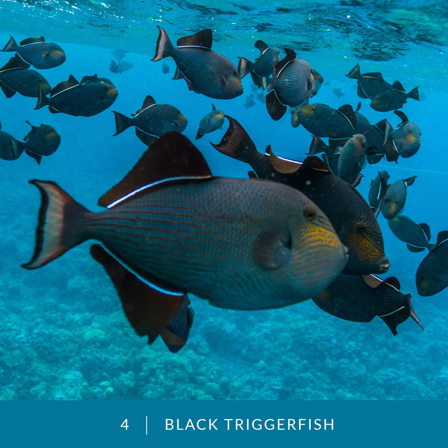 VESS_Fish_Cards_2021_04_Black_Triggerfish