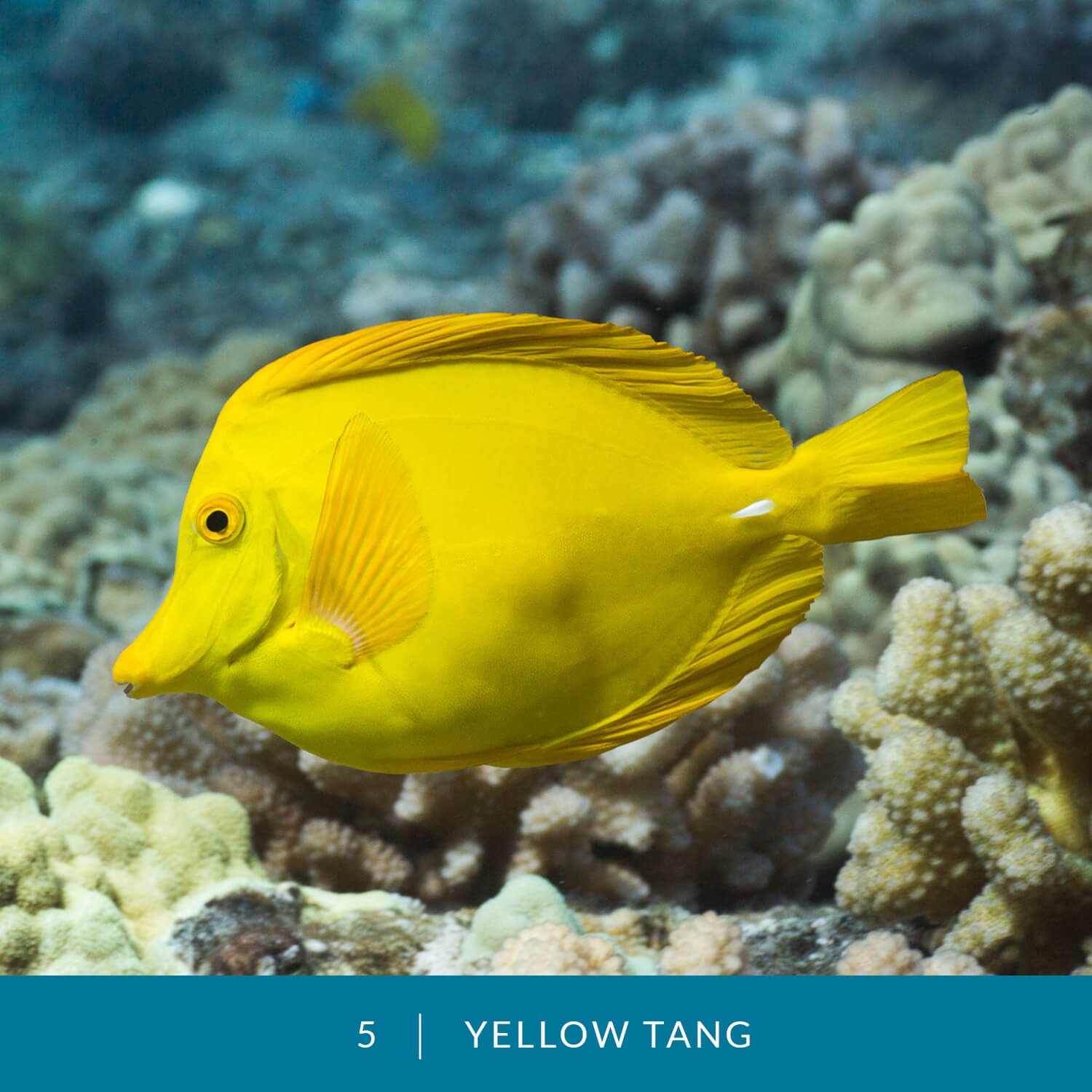 VESS_Fish_Cards_2021_05_Yellow_Tang