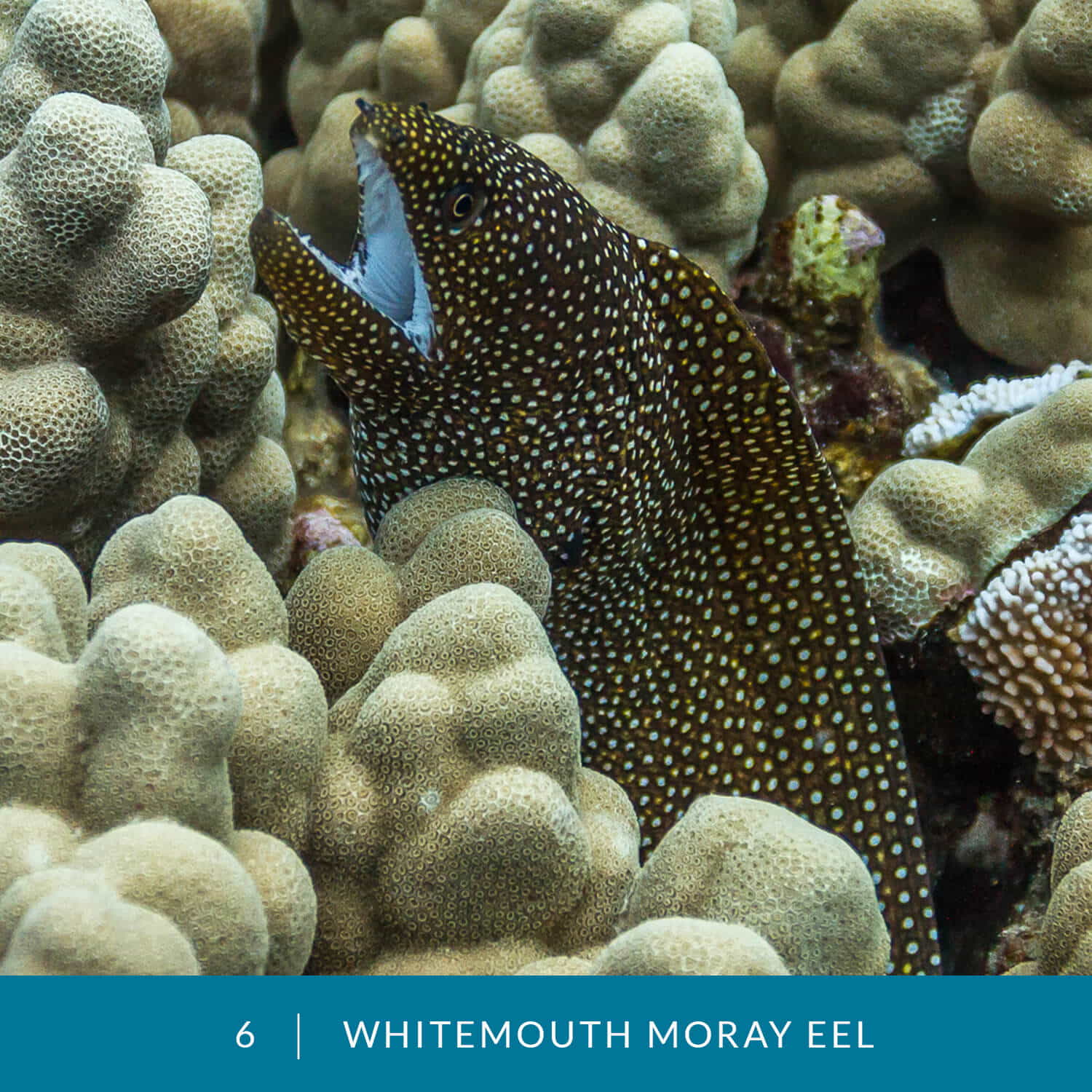 VESS_Fish_Cards_2021_06_Whitemouth_Moray_Eel