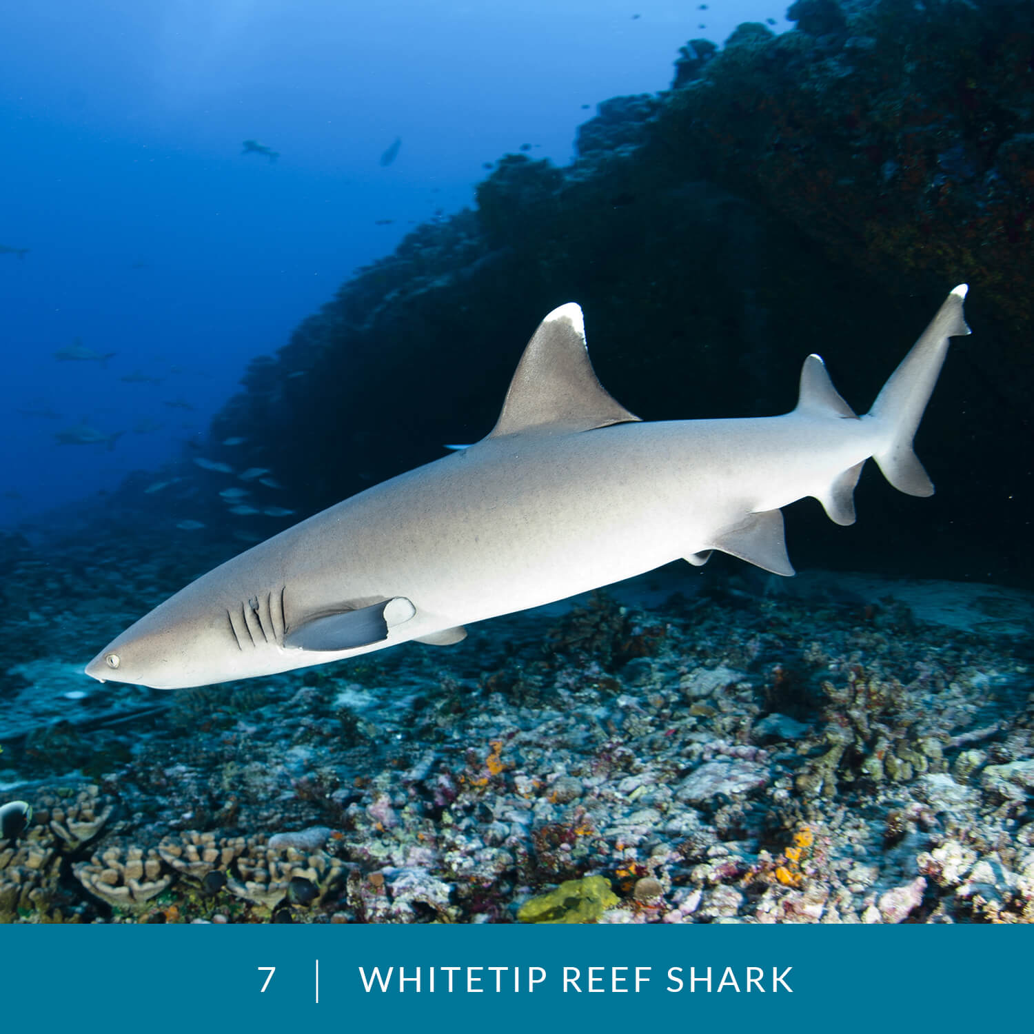 VESS_Fish_Cards_2021_07_Whitetip_Reef_Shark