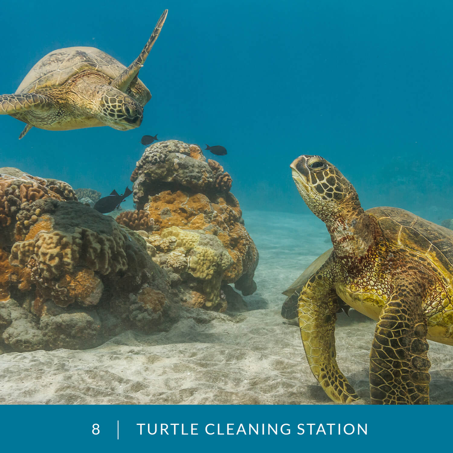 VESS_Fish_Cards_2021_08_Turtle_Cleaning_Station
