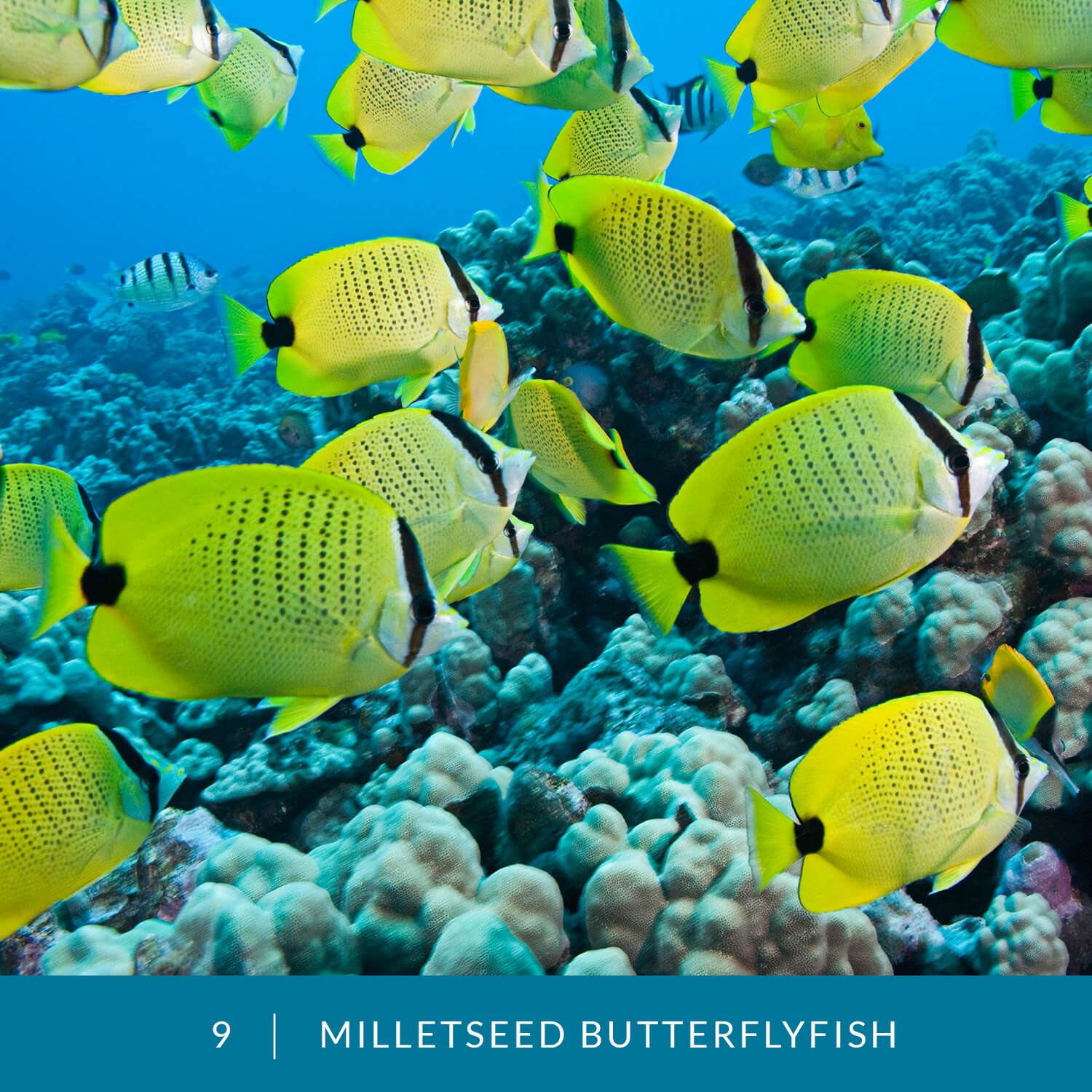 VESS_Fish_Cards_2021_09_Milletseed_Butterflyfish