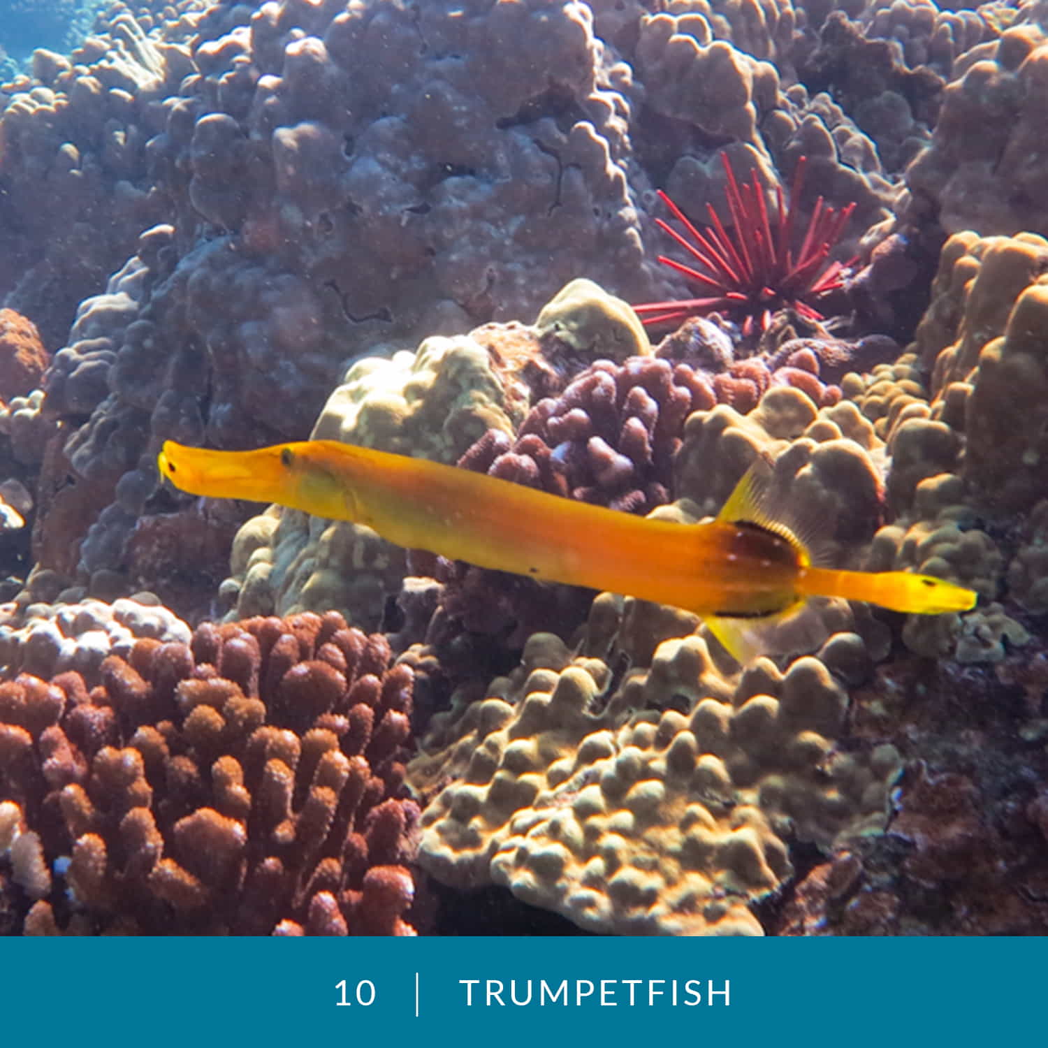 VESS_Fish_Cards_2021_10_Trumpetfish