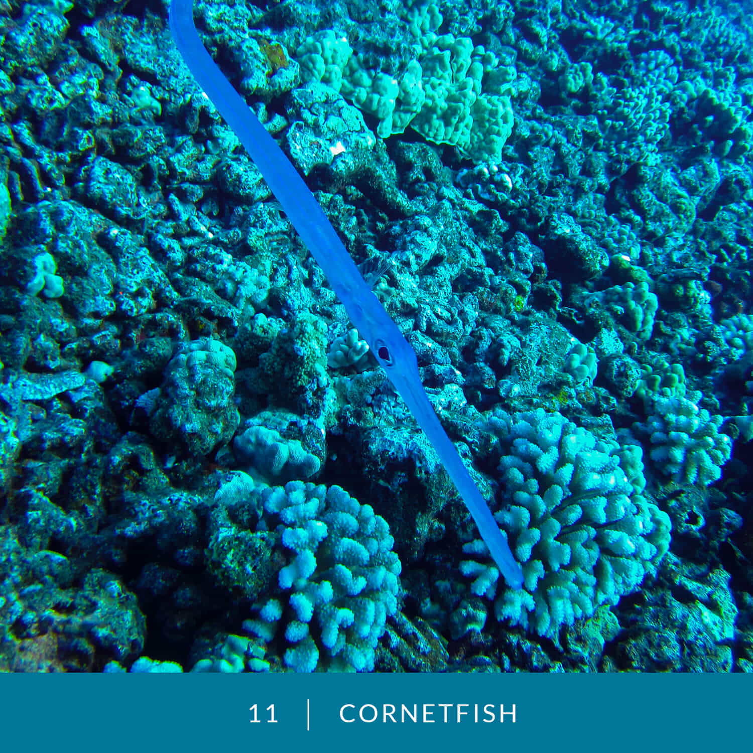 VESS_Fish_Cards_2021_11_Cornetfish