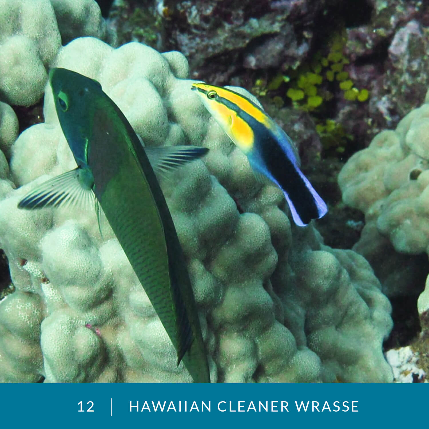 VESS_Fish_Cards_2021_12_Hawaiian_Cleaner_Wrasse