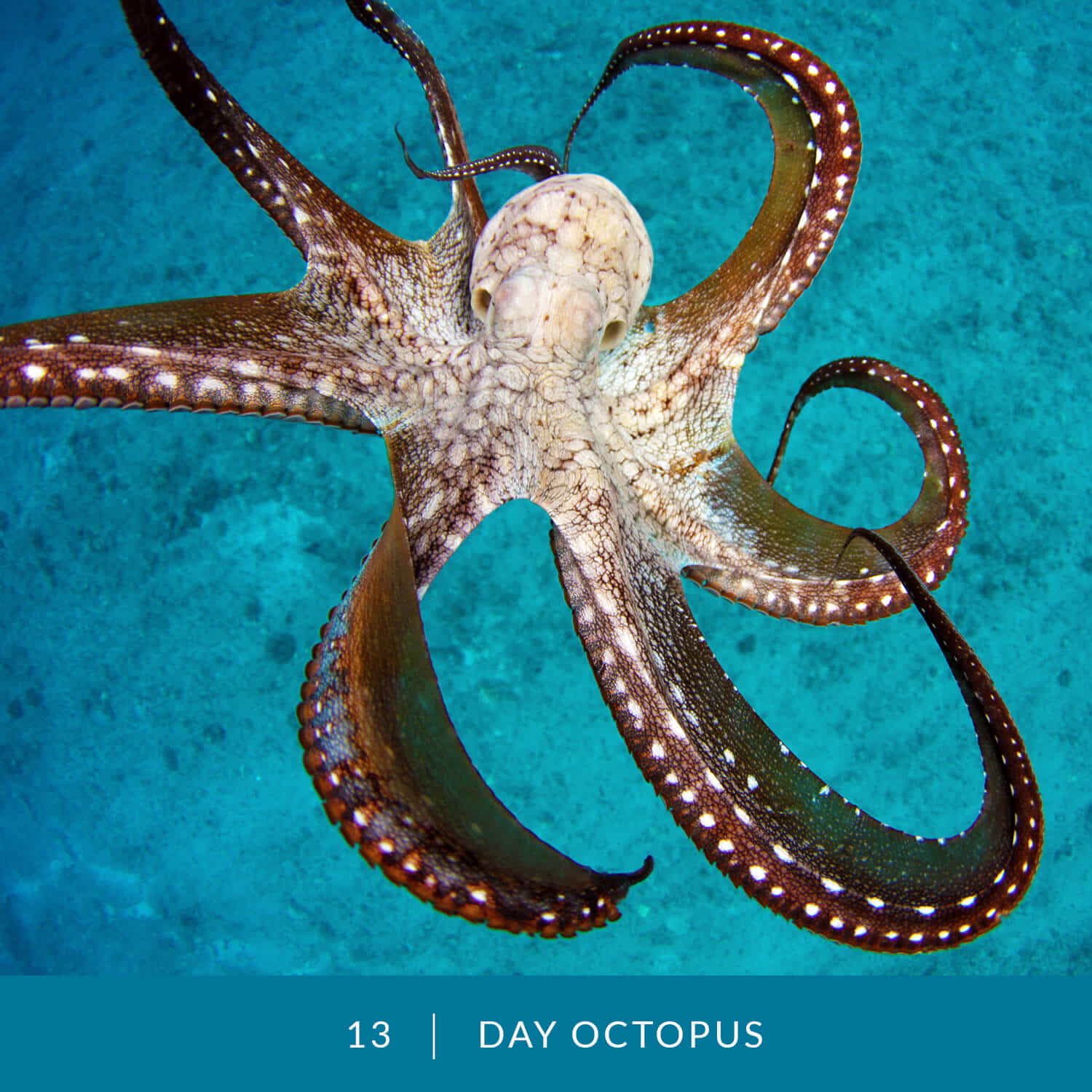 VESS_Fish_Cards_2021_13_Day_Octopus