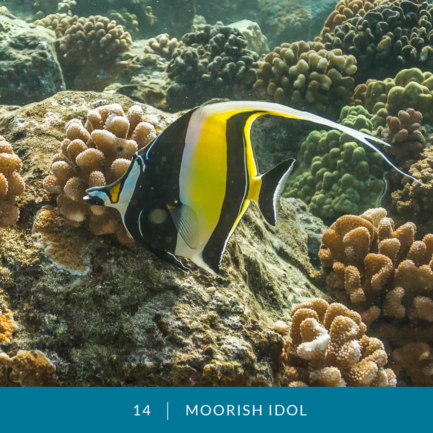 VESS_Fish_Cards_2021_14_Moorish_Idol