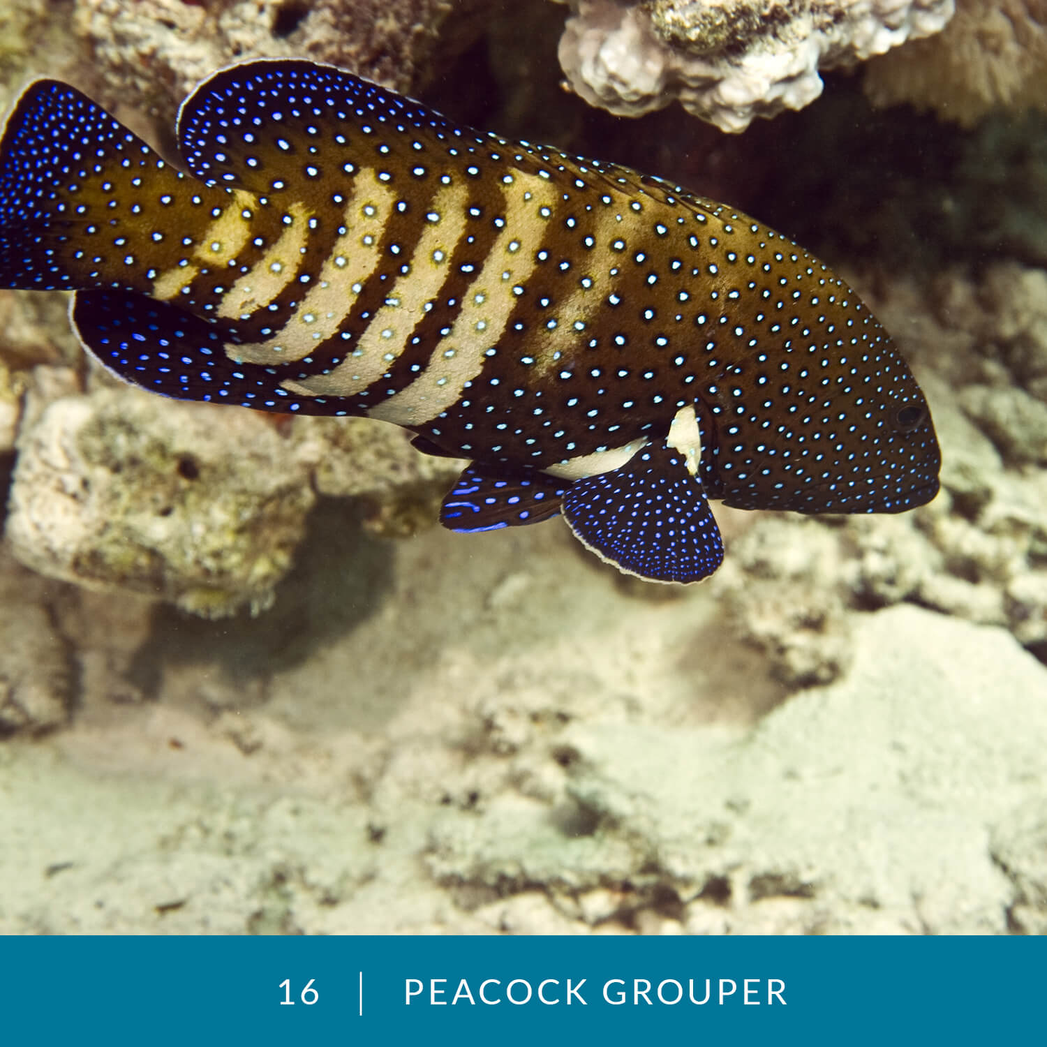 VESS_Fish_Cards_2021_16_Peacock-Grouper