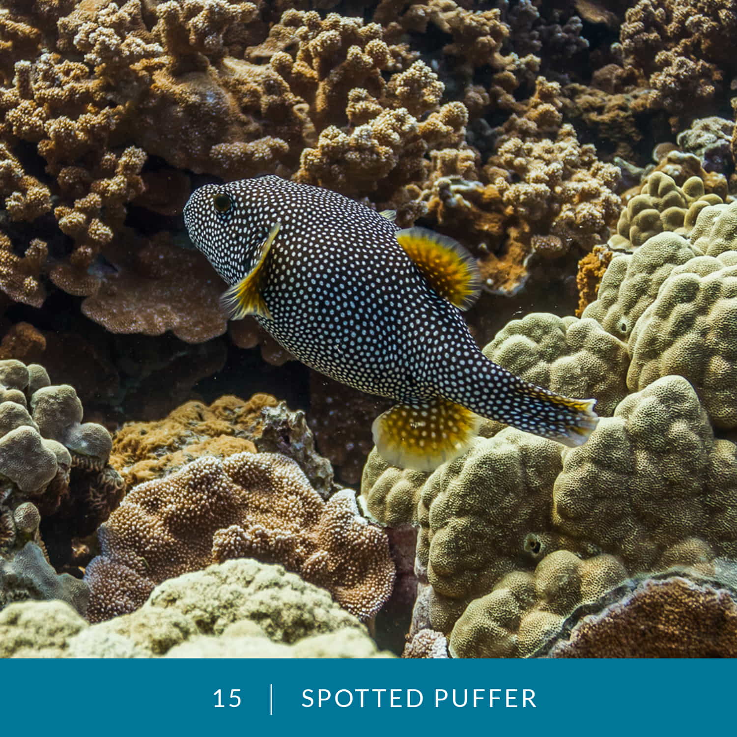 VESS_Fish_Cards_2022_15_Spotted_Puffer