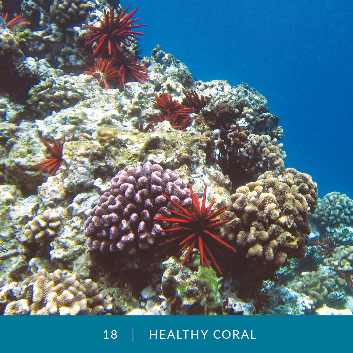 VESS_Fish_Cards_2022_18_Healthy-Coral