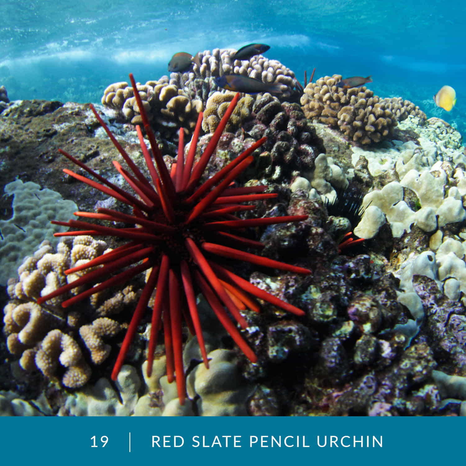 VESS_Fish_Cards_2022_19_Red_Slate_Pencil_Urchin