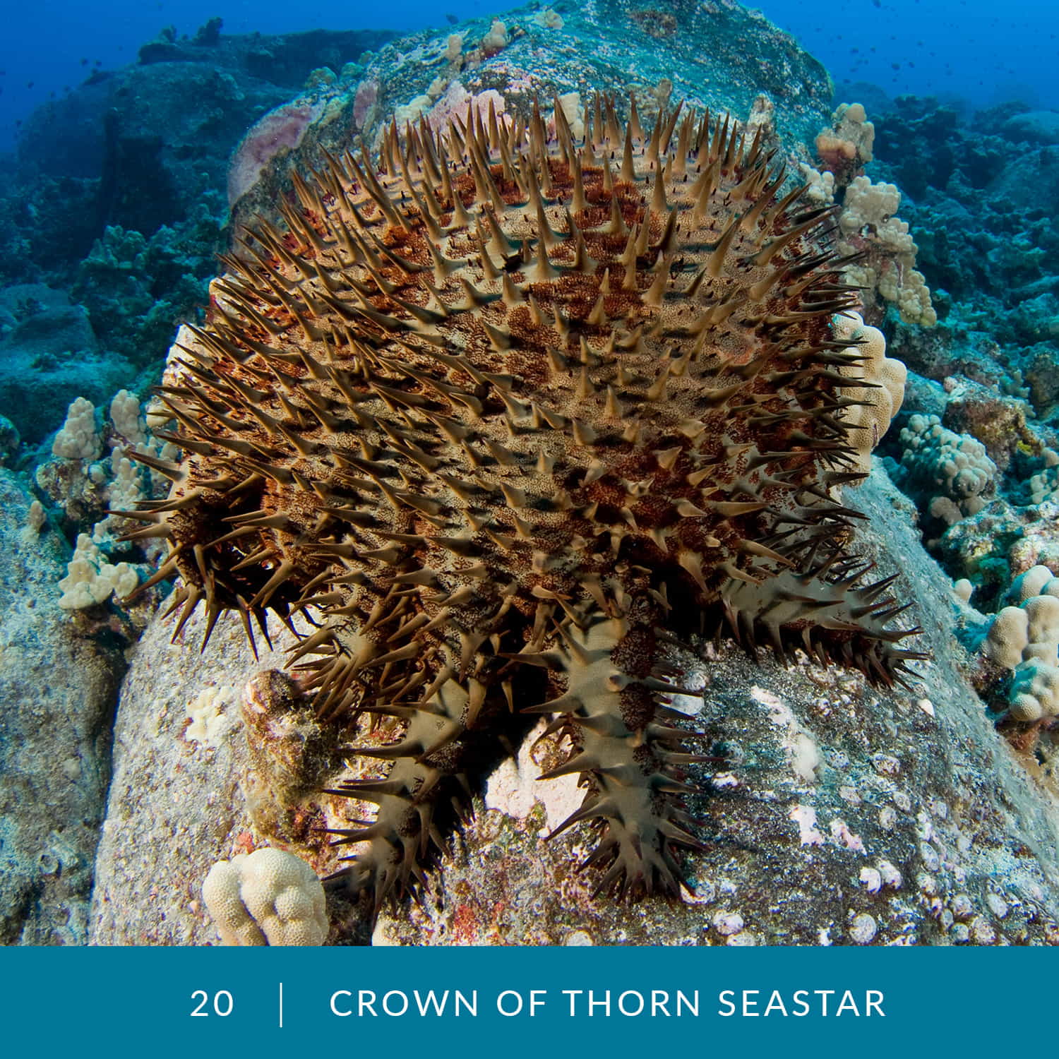 VESS_Fish_Cards_2022_20_Crown_of_Thorn_Seastar