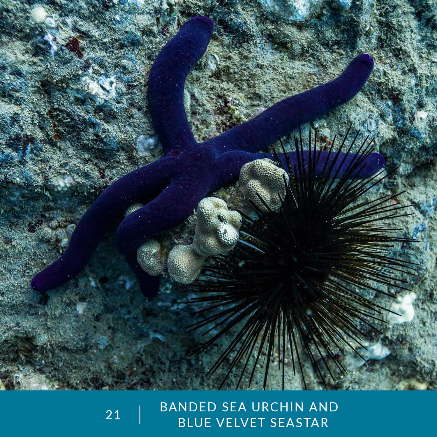 VESS_Fish_Cards_2022_21_Banded_Sea_Urchin_and_Blue_Velvet_Seastar