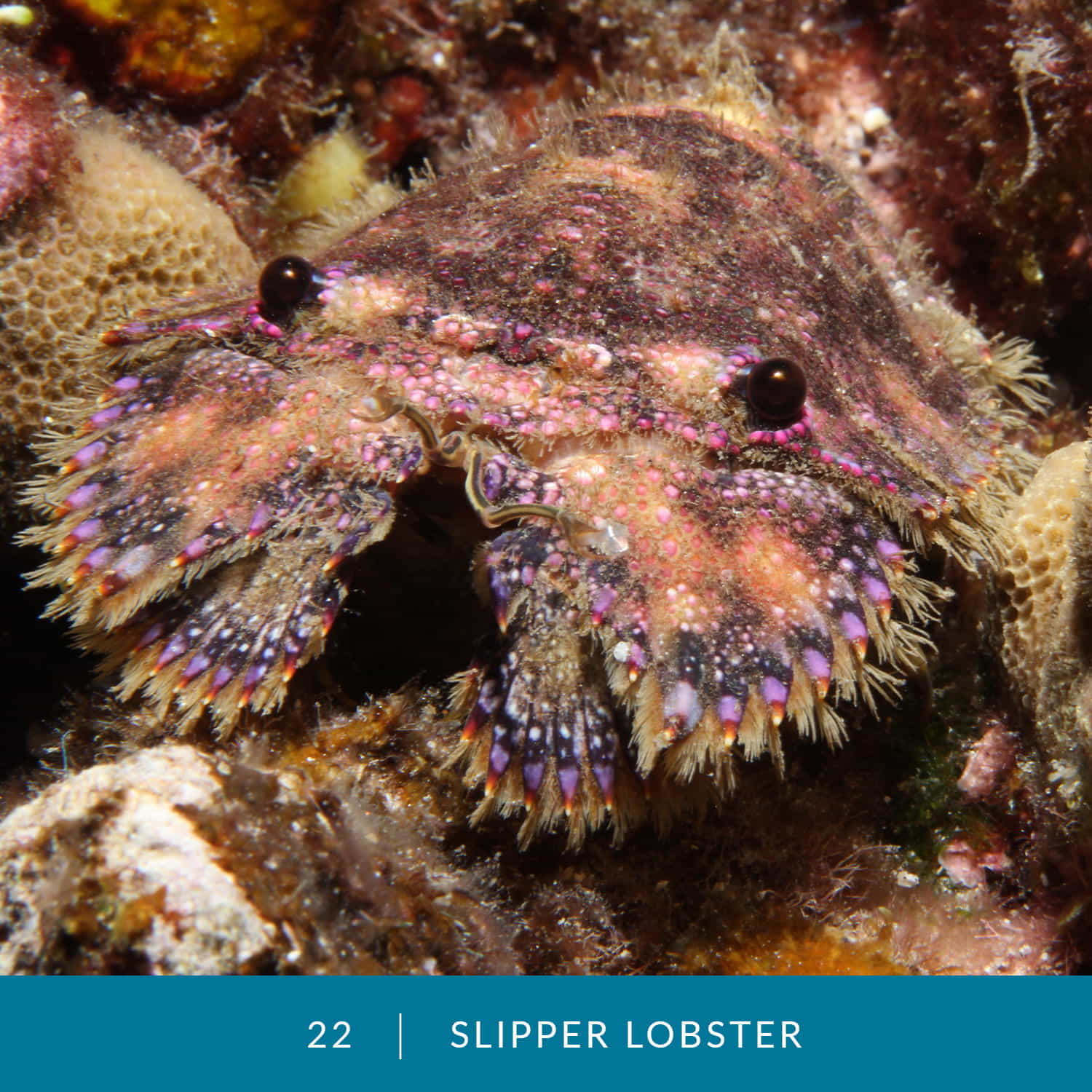 VESS_Fish_Cards_2022_22_Slipper-Lobster-Scalple
