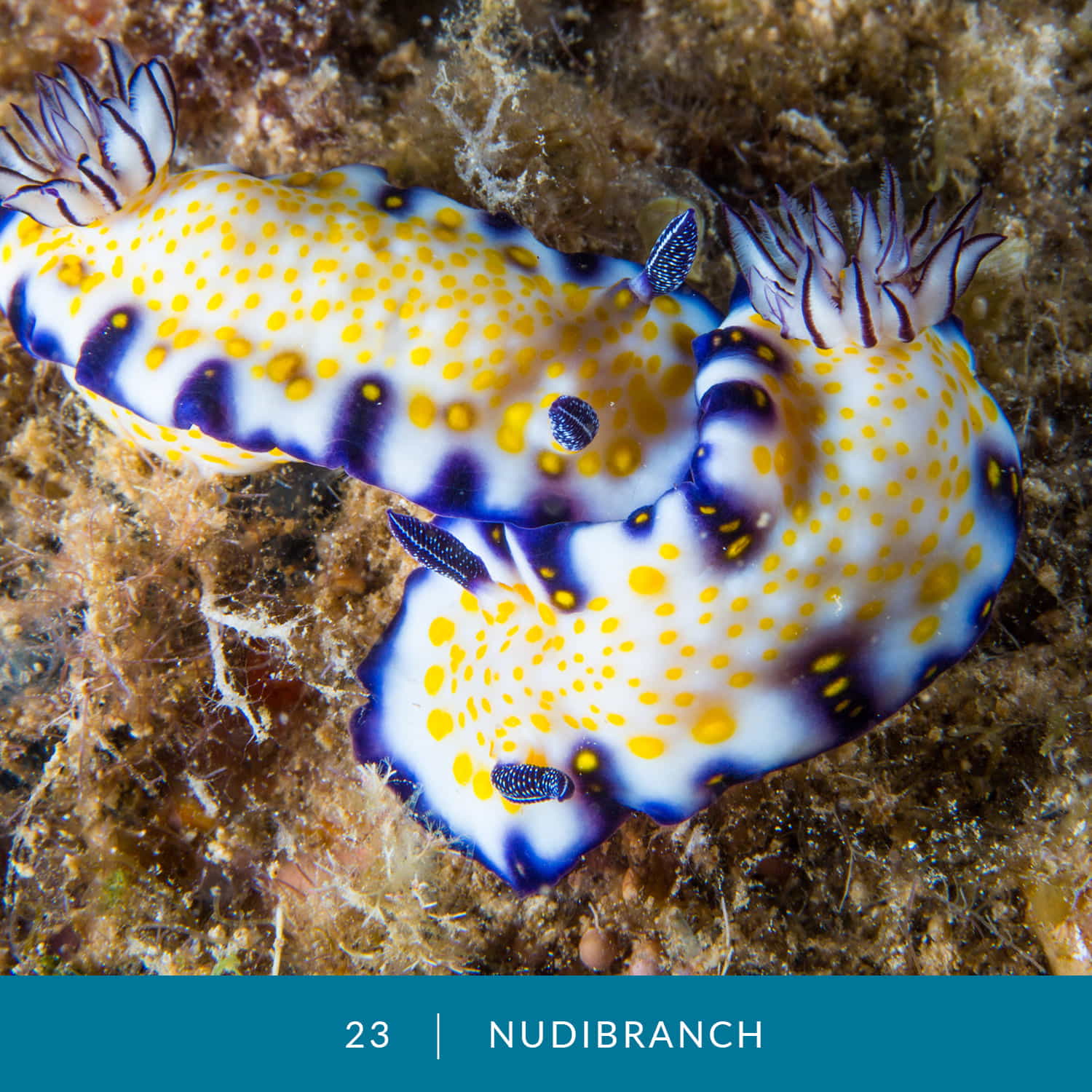VESS_Fish_Cards_2022_23_Nudibranch