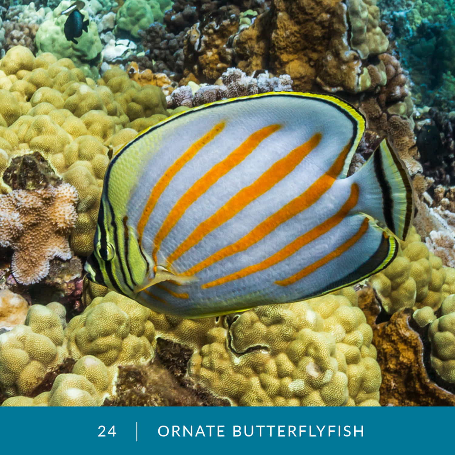 VESS_Fish_Cards_2022_24_Ornate_Butterflyfish