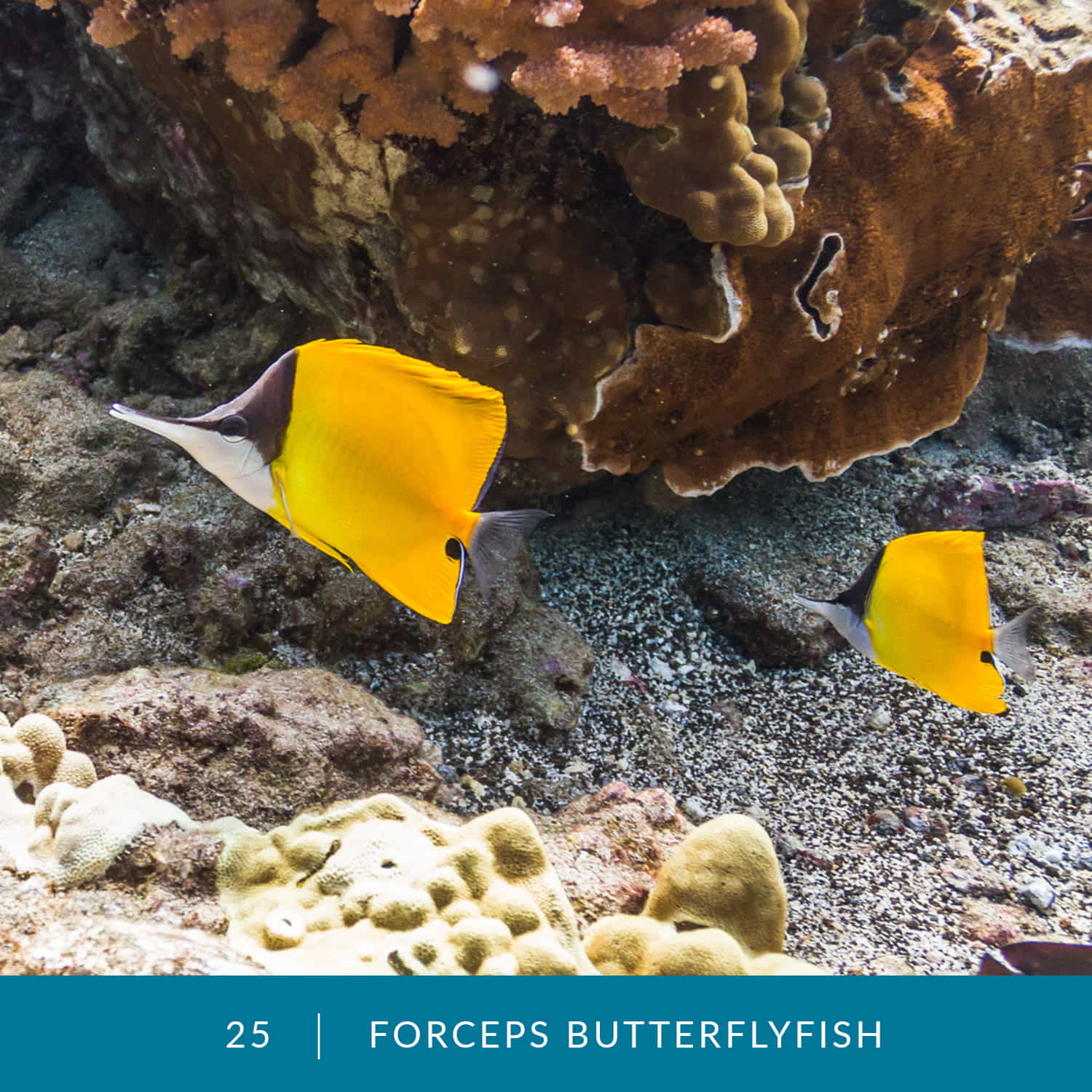 VESS_Fish_Cards_2022_25_Forceps_Butterflyfish