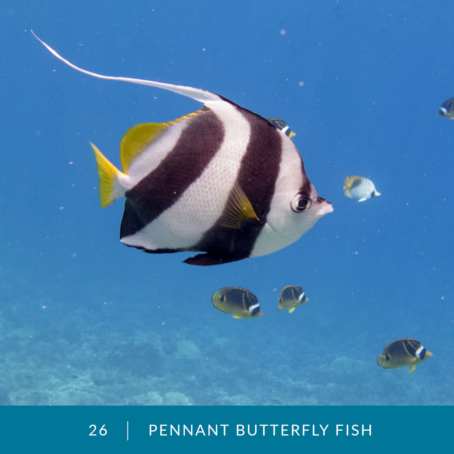 VESS_Fish_Cards_2022_26_Pennant-Butterfly-Fish