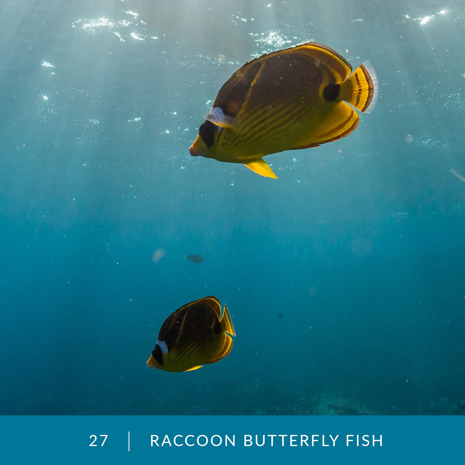 VESS_Fish_Cards_2022_27_Raccoon-Butterfly-Fish