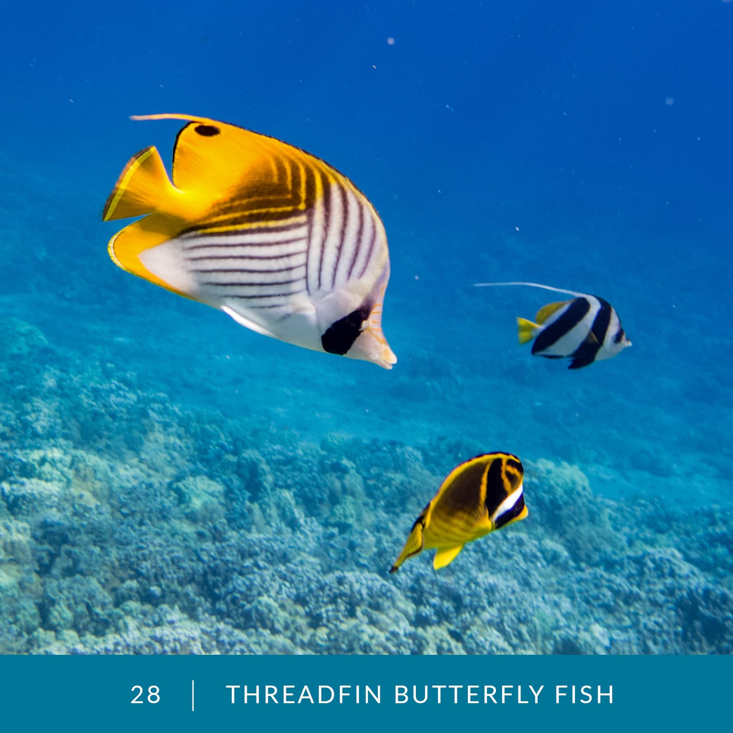 VESS_Fish_Cards_2022_28_Threadfin-Butterfly-Fish