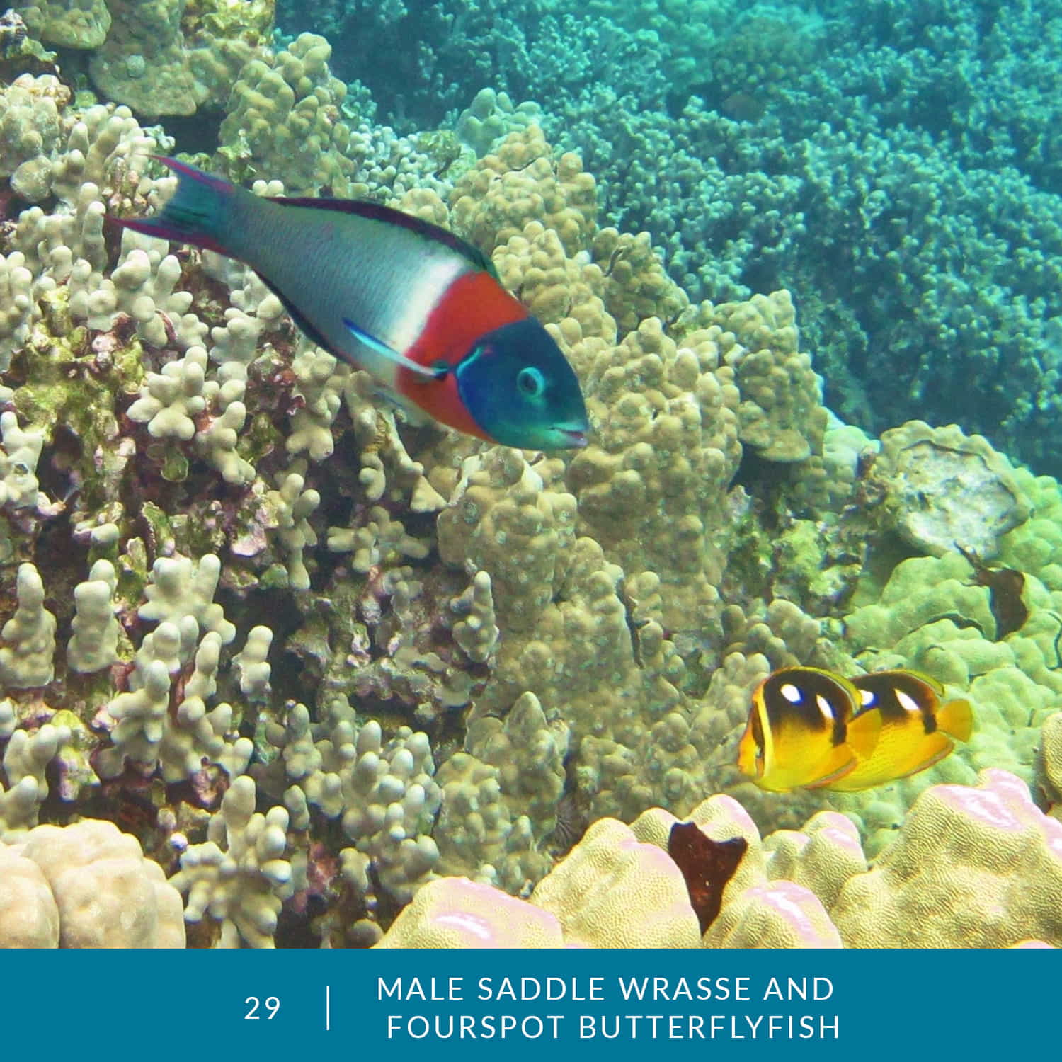 VESS_Fish_Cards_2022_29_Male_Saddle_Wrasse_and_Fourspot_Butterflyfish