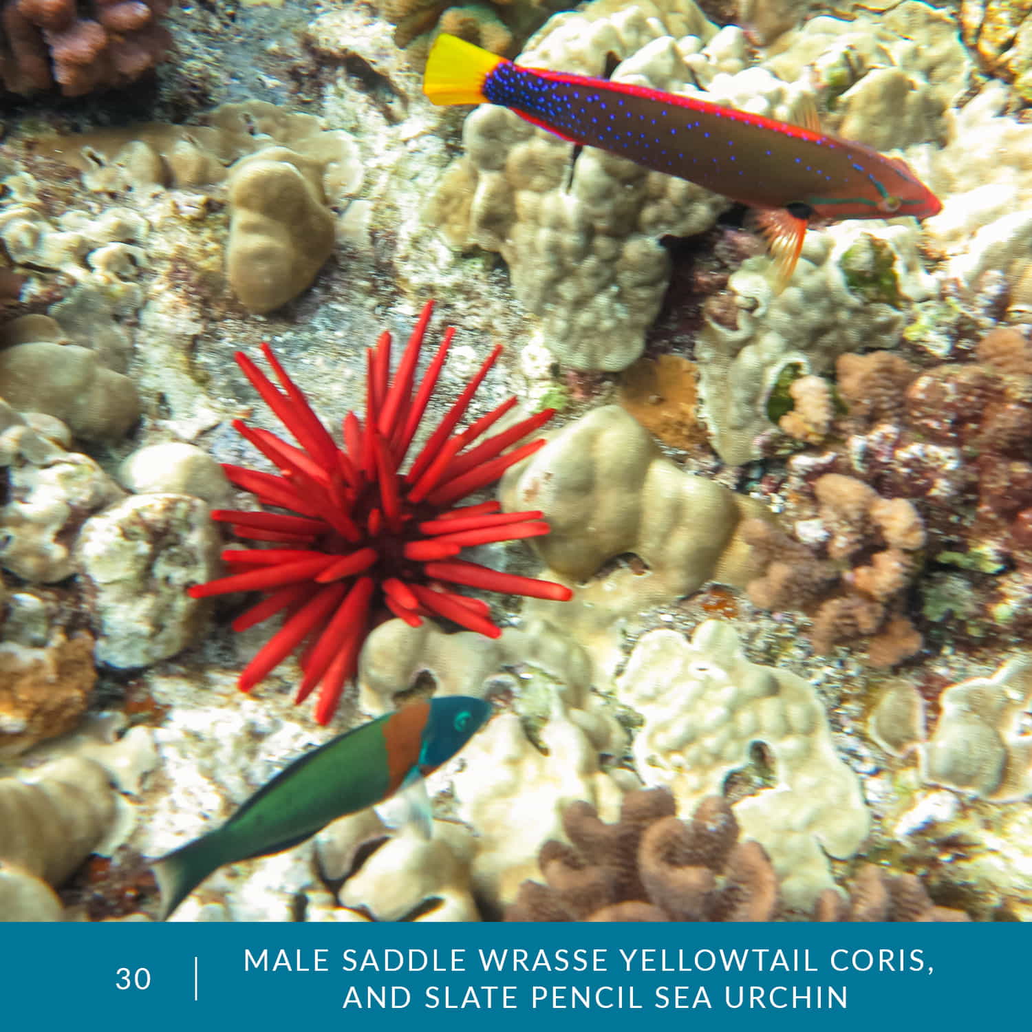 VESS_Fish_Cards_2022_30_Male_Saddle_Wrasse_Yellowtail_Coris_and_Slate_Pencil_Sea_Urchin