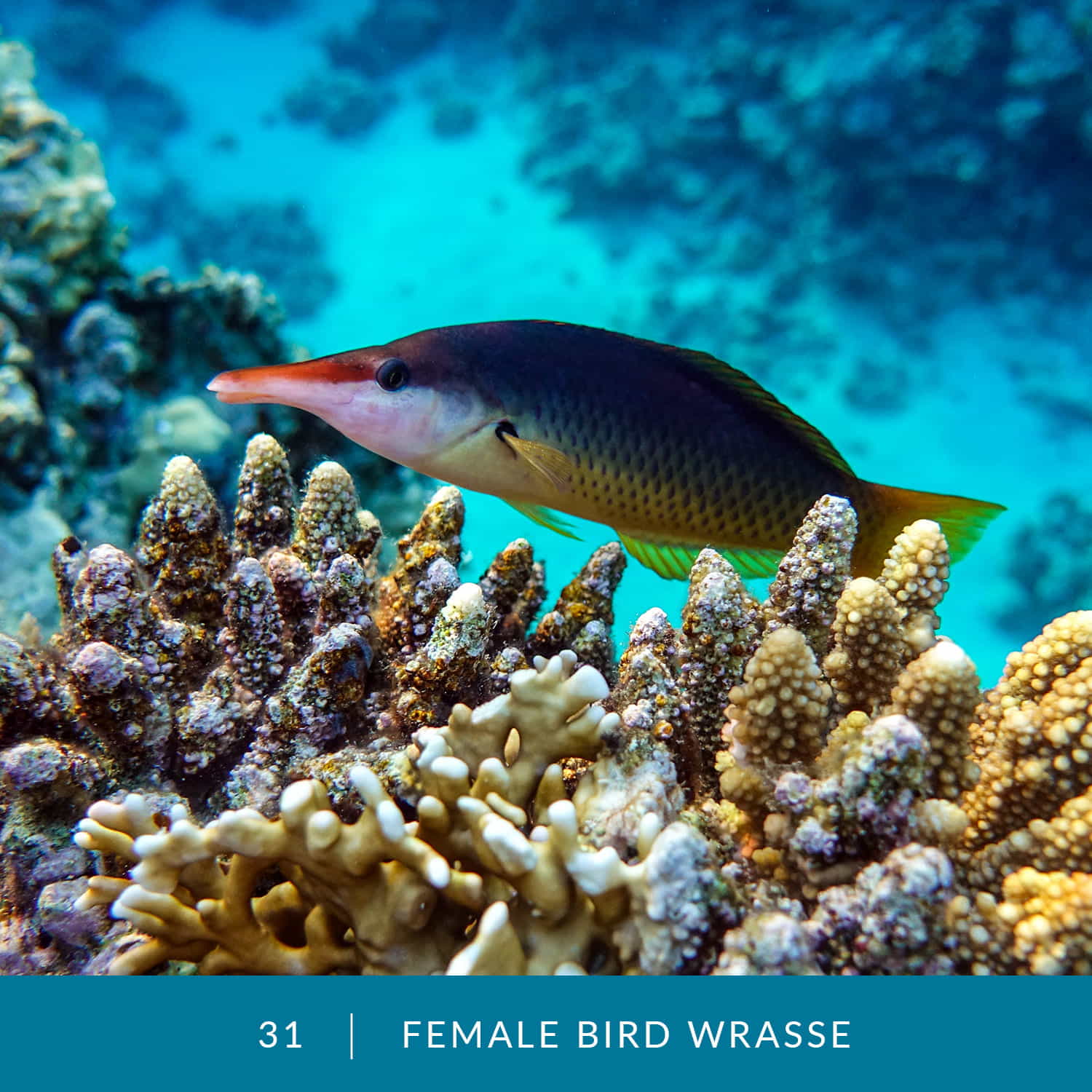 VESS_Fish_Cards_2022_31_Female-Bird-Wrasse