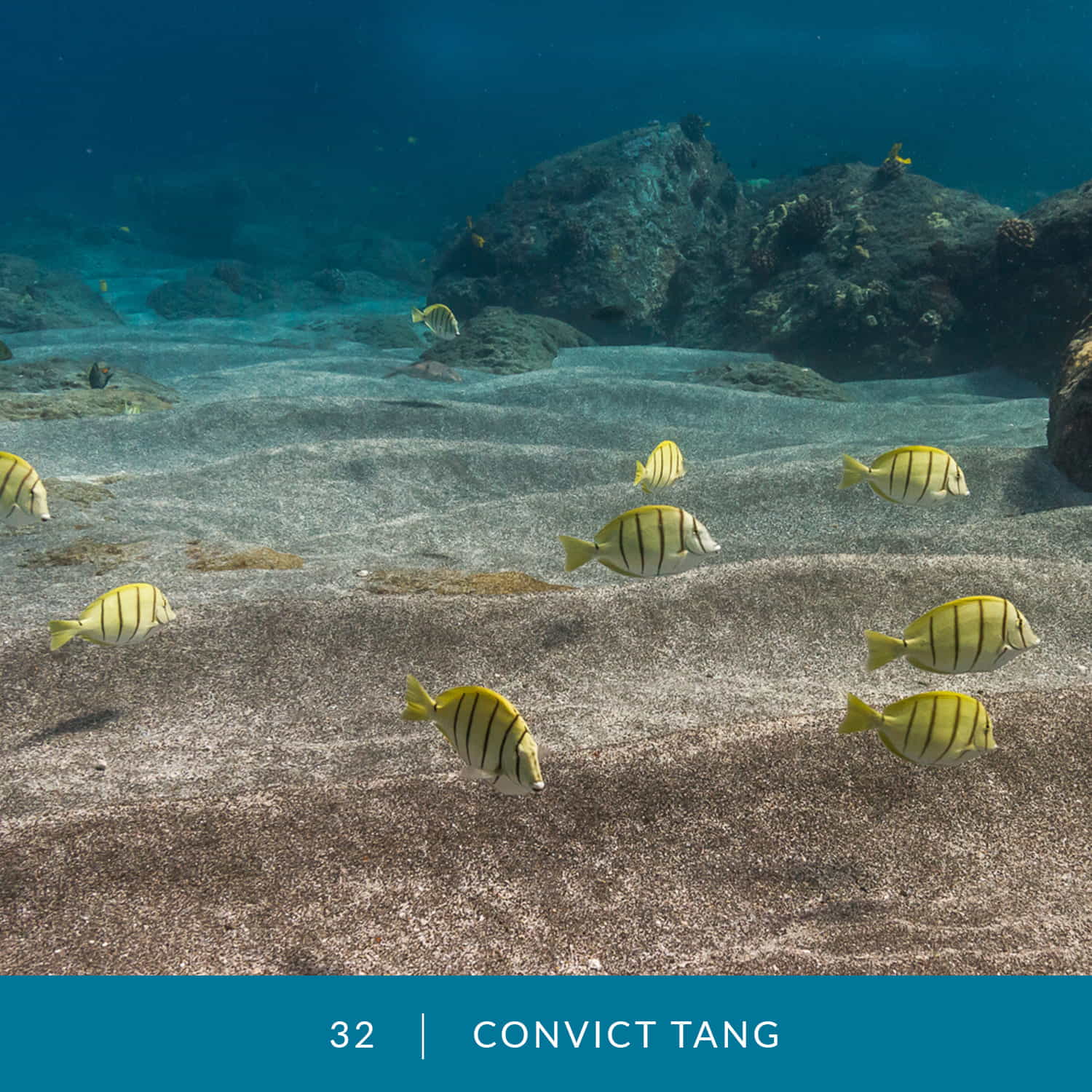 VESS_Fish_Cards_2022_32_Convict-Tang