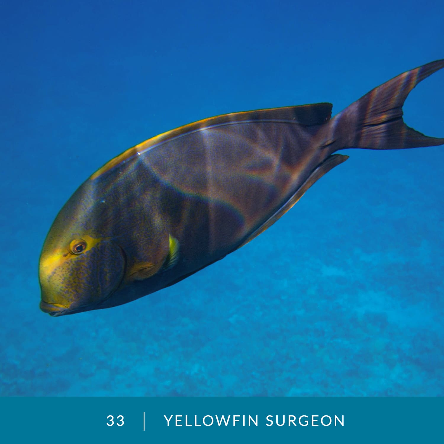 VESS_Fish_Cards_2022_33_Yellowfin_Surgeon