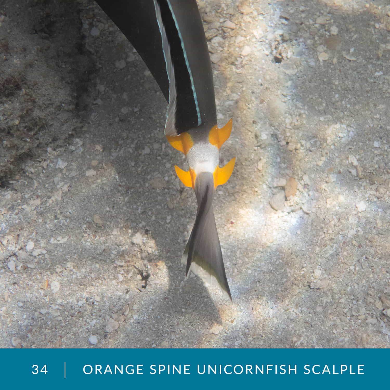 VESS_Fish_Cards_2022_34_Orange-Spine-Unicornfish-Scalple