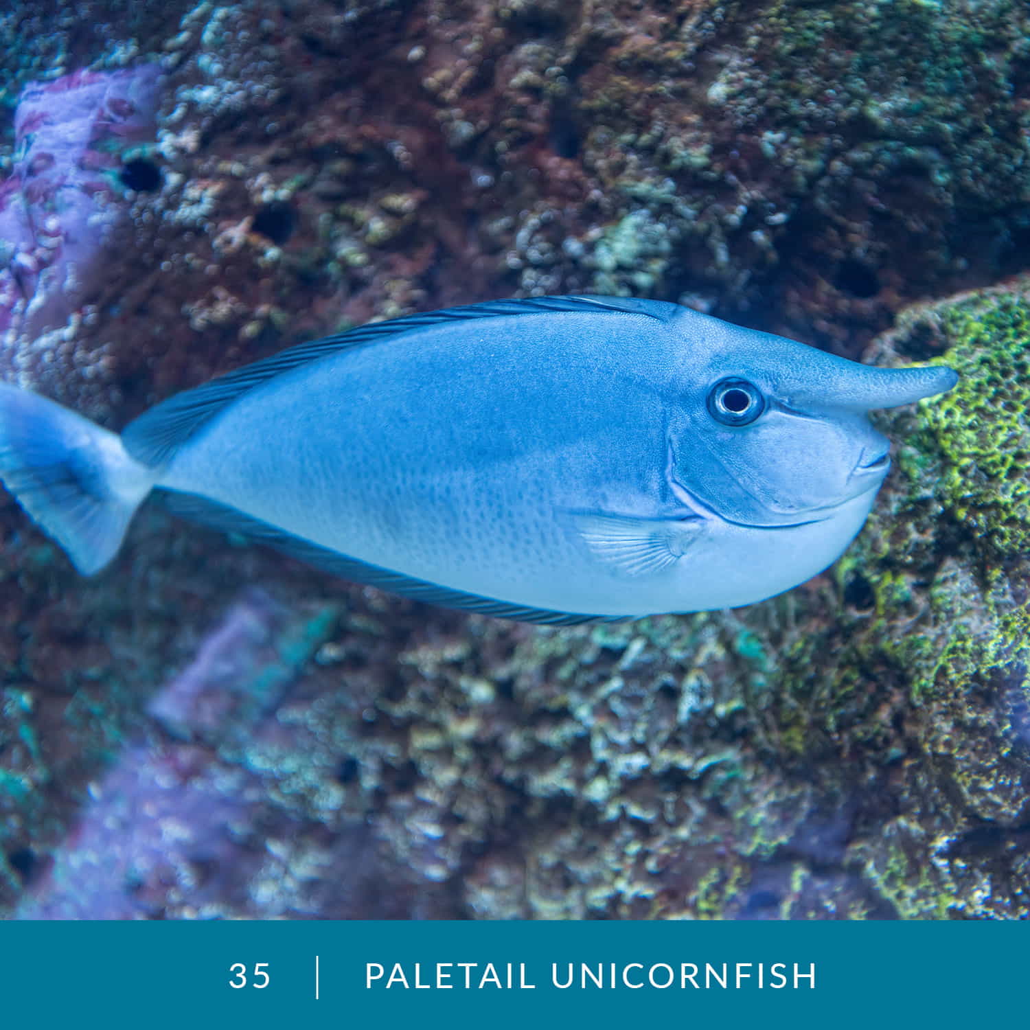 VESS_Fish_Cards_2022_35_Paletail-Unicornfish