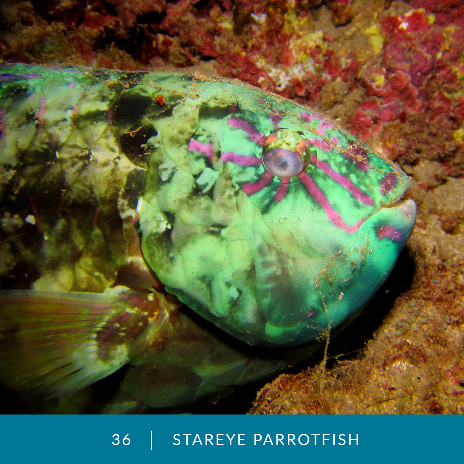 VESS_Fish_Cards_2022_36_Stareye_Parrotfish