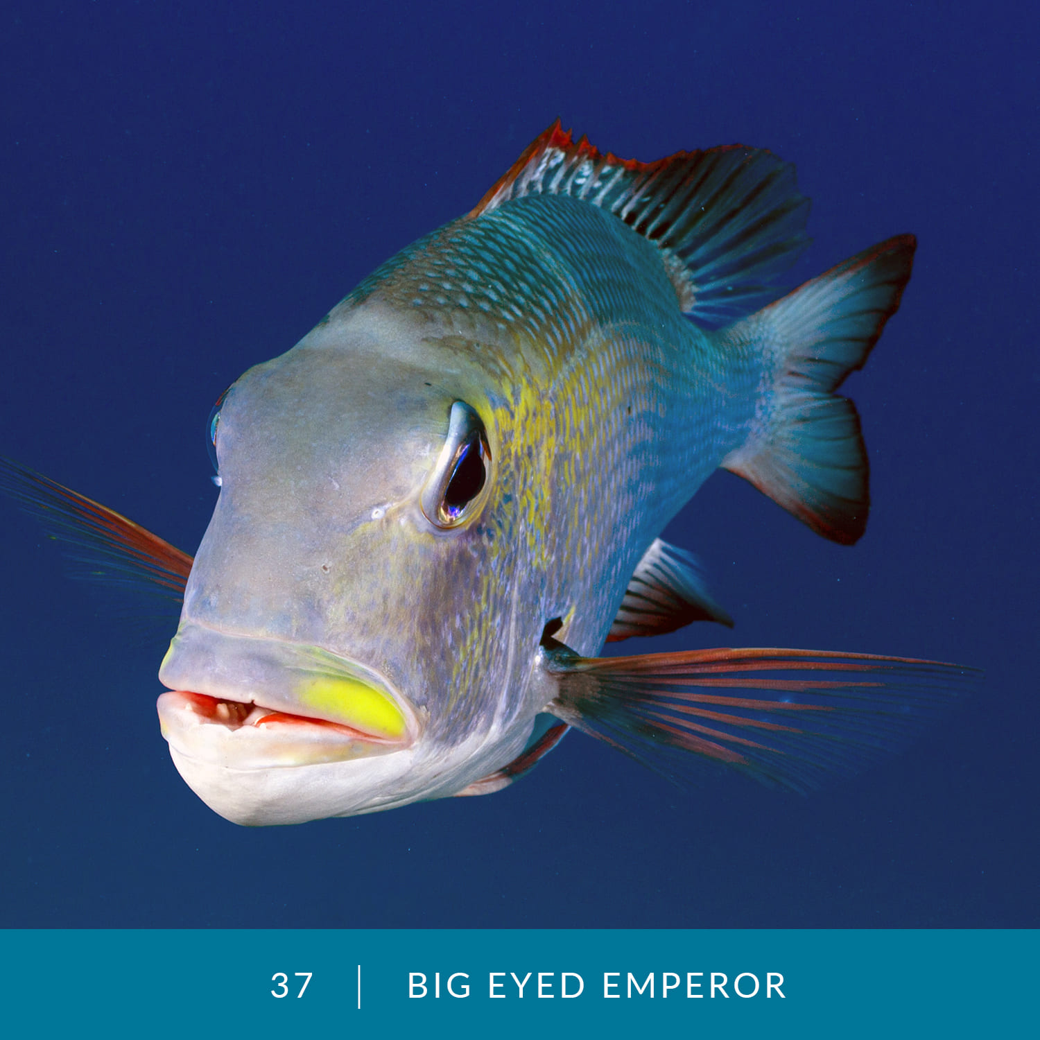 VESS_Fish_Cards_2022_37_Big-Eyed-Emperor