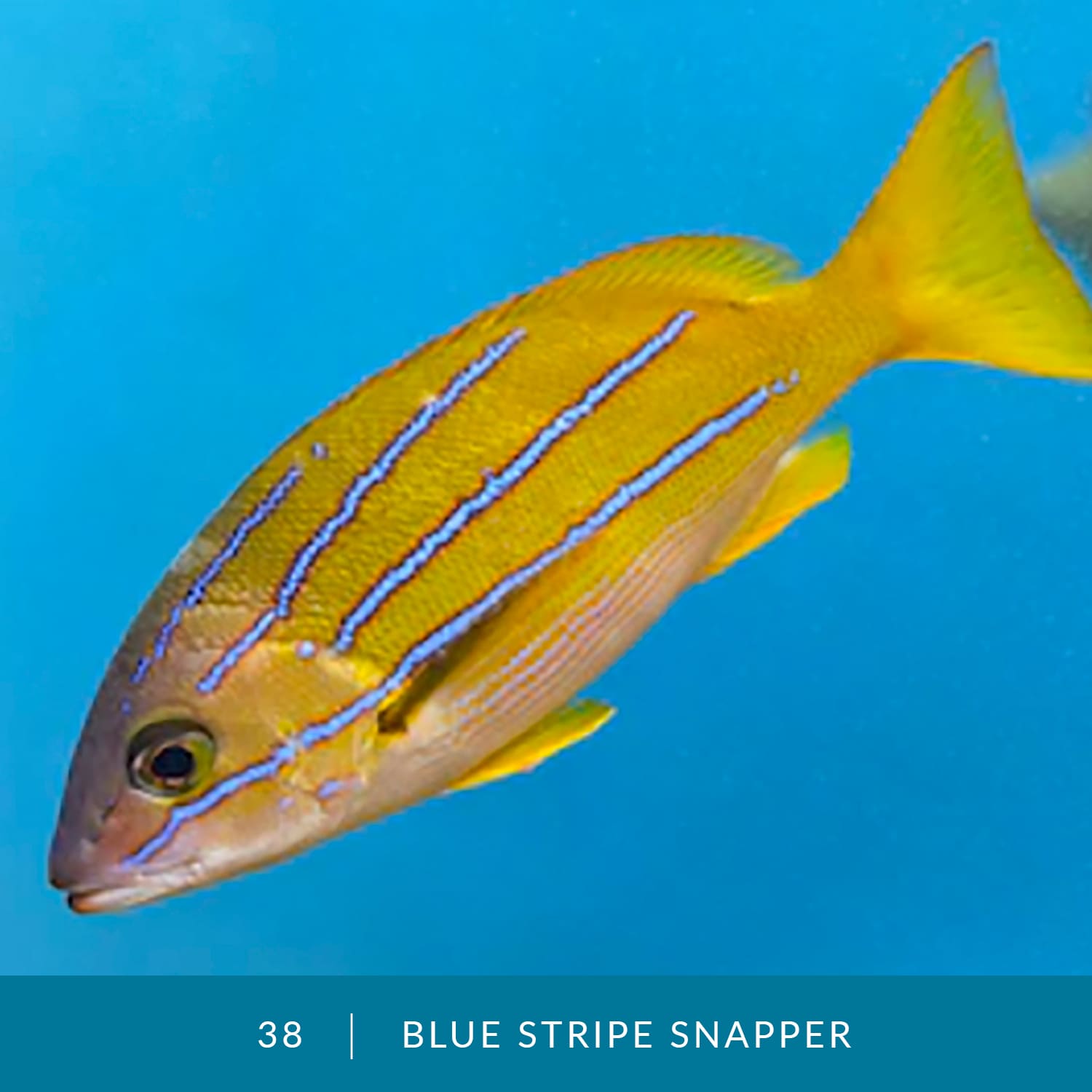 VESS_Fish_Cards_2022_38_Blue-Stripe-Snapper