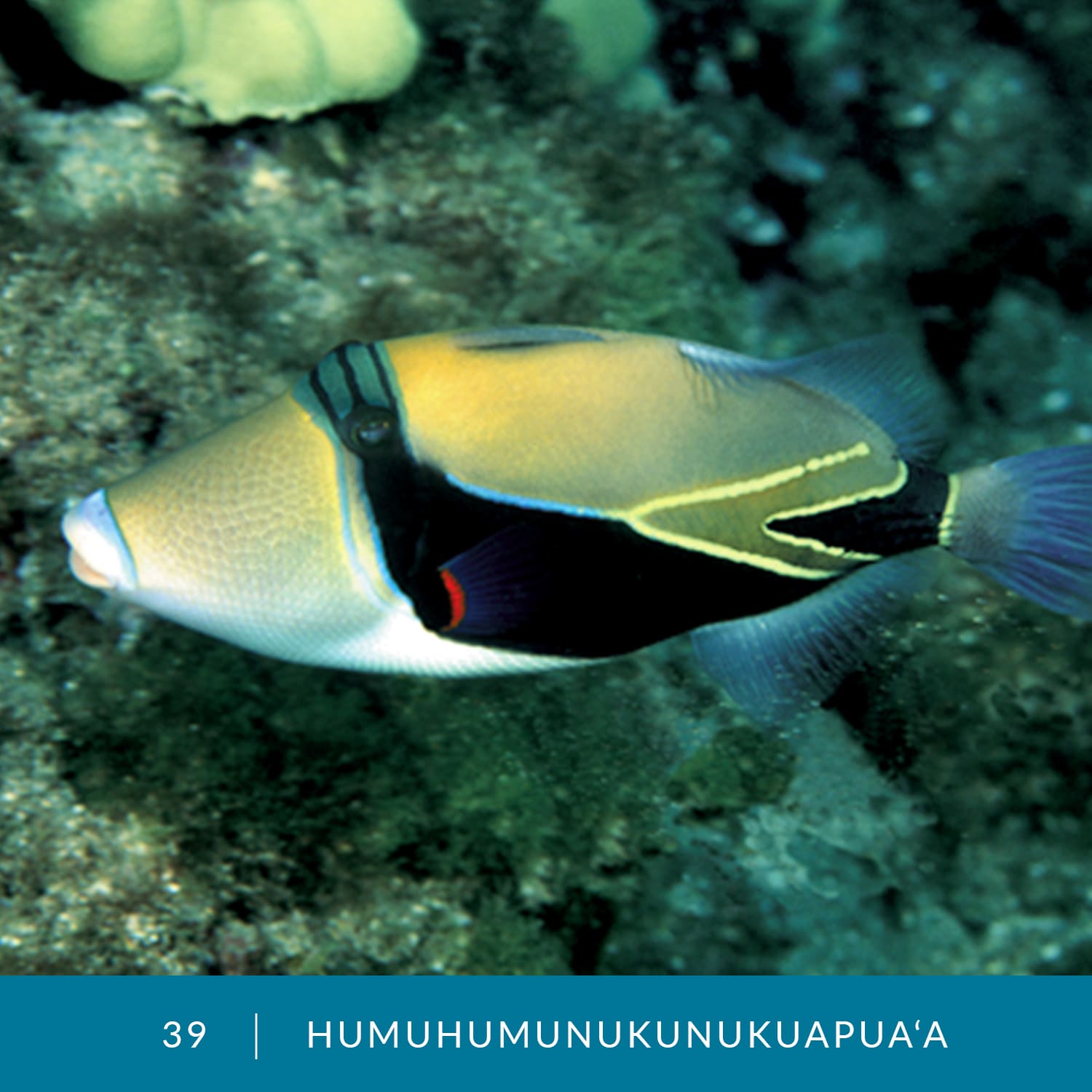 VESS_Fish_Cards_2022_39_Humuhumunukunukuapuaa