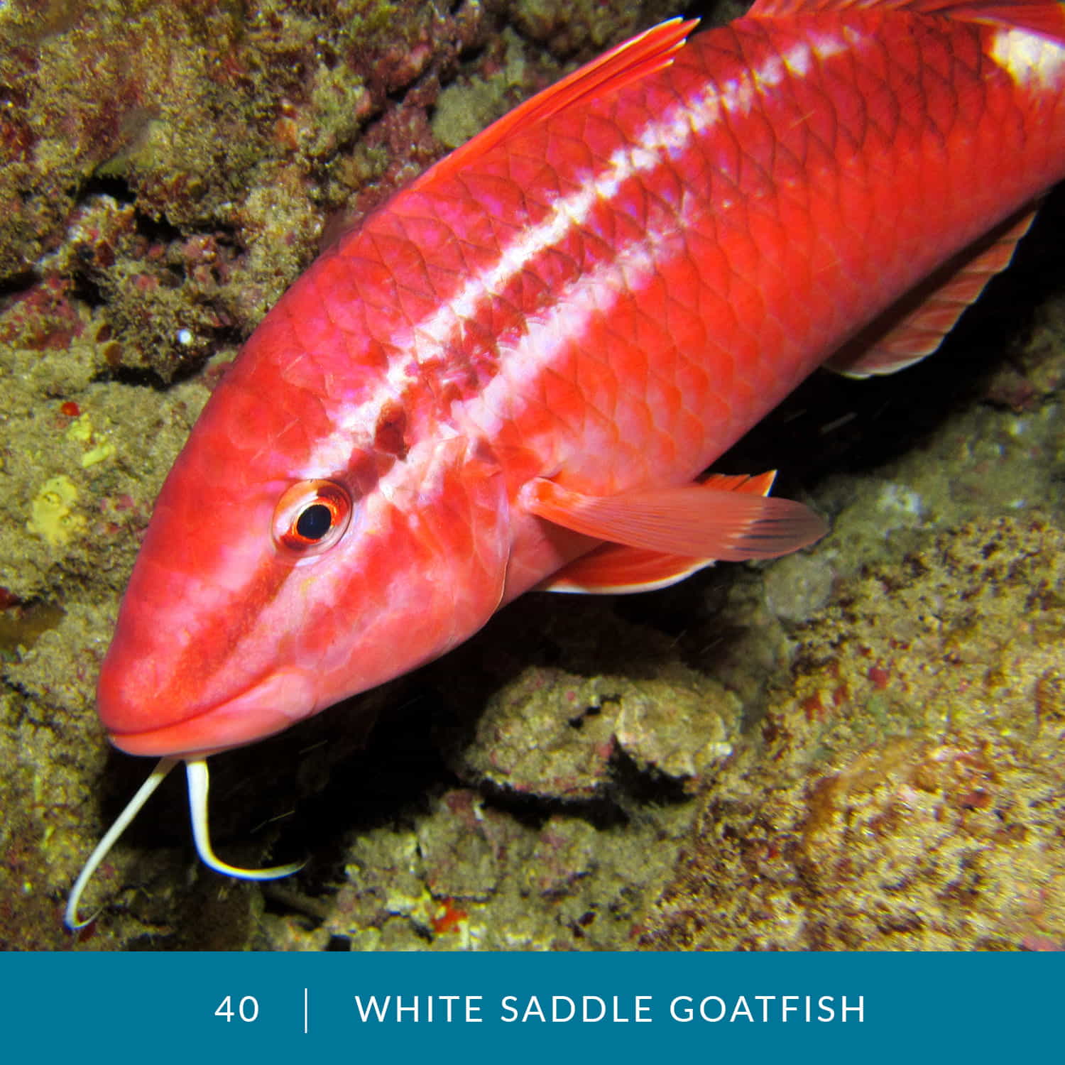 VESS_Fish_Cards_2022_40_White-Saddle-Goatfish