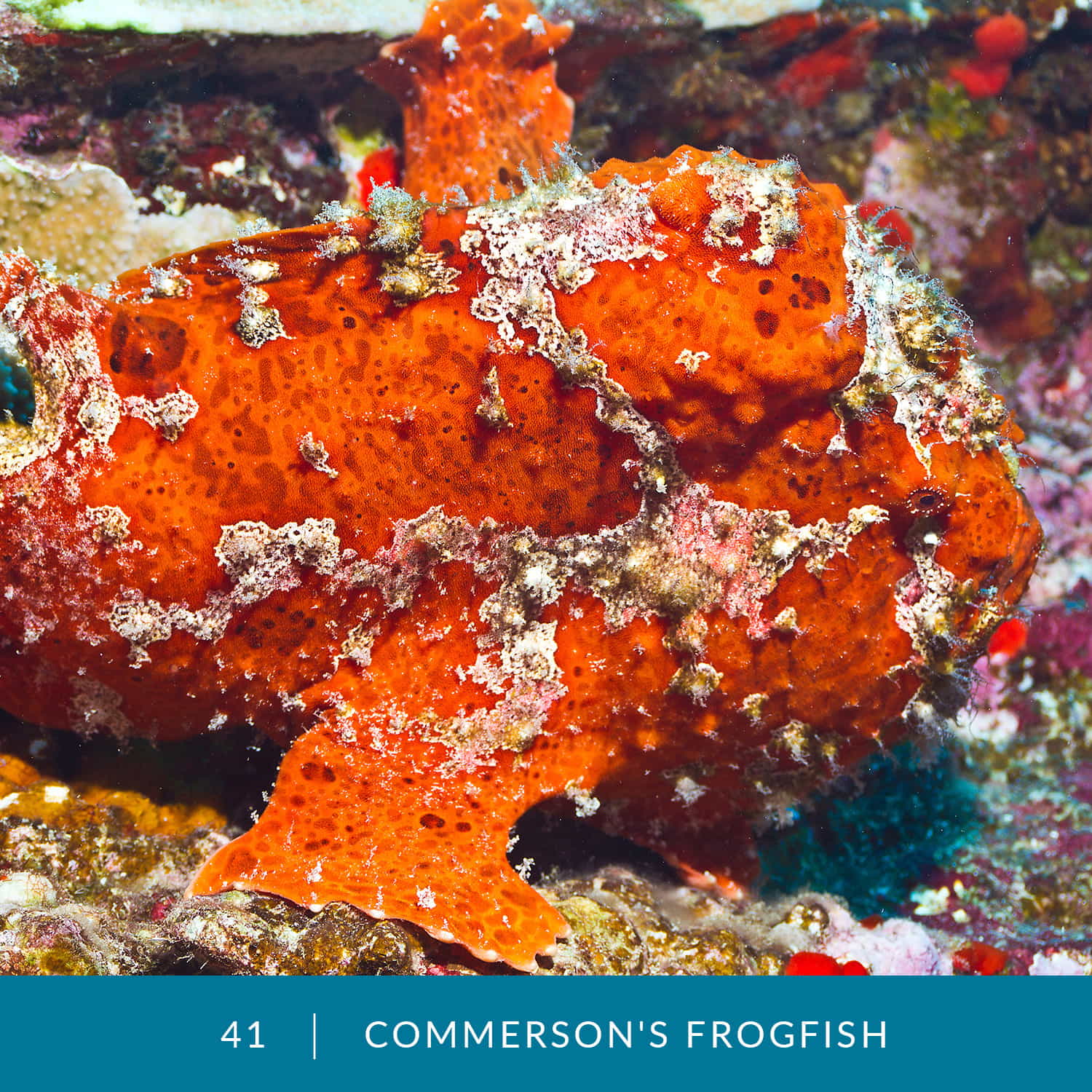 VESS_Fish_Cards_2022_41_Commersons_Frogfish