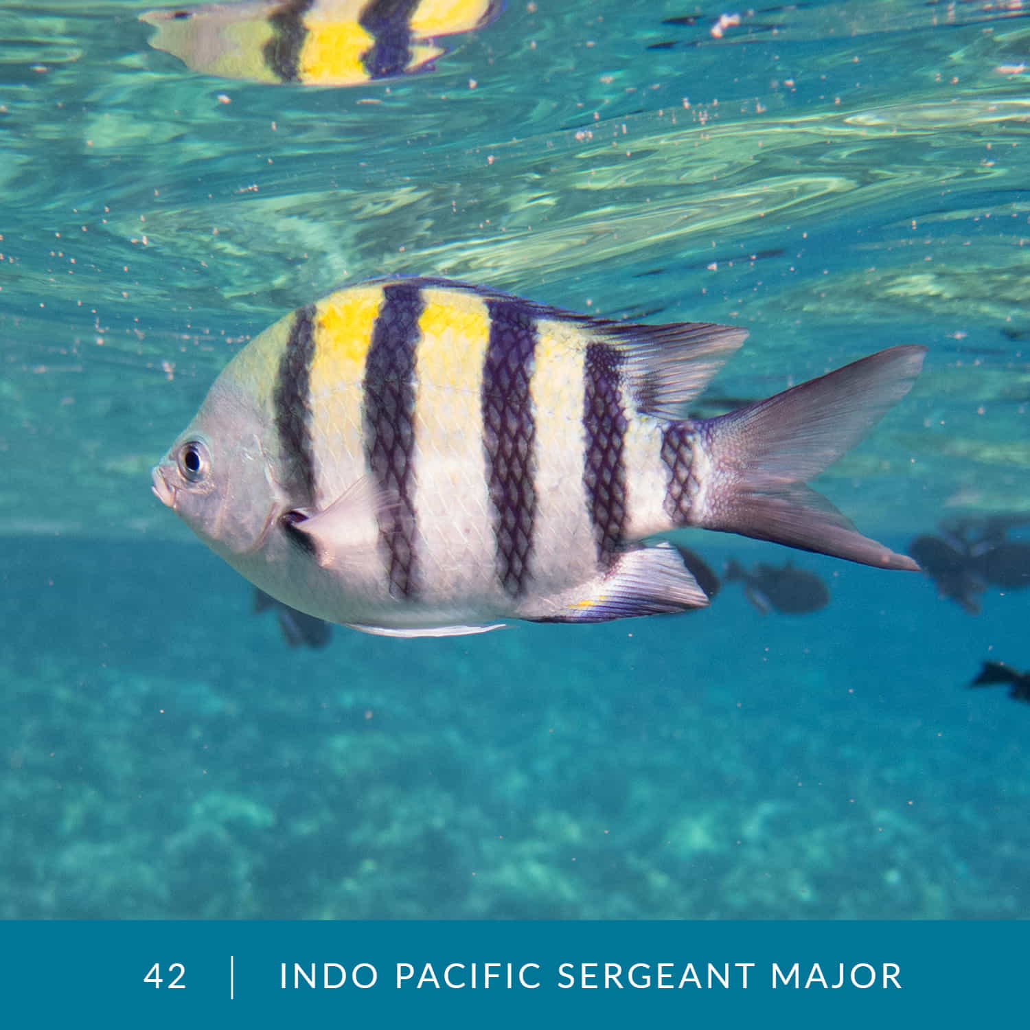 VESS_Fish_Cards_2022_42_Indo-Pacific-Sergeant-Major