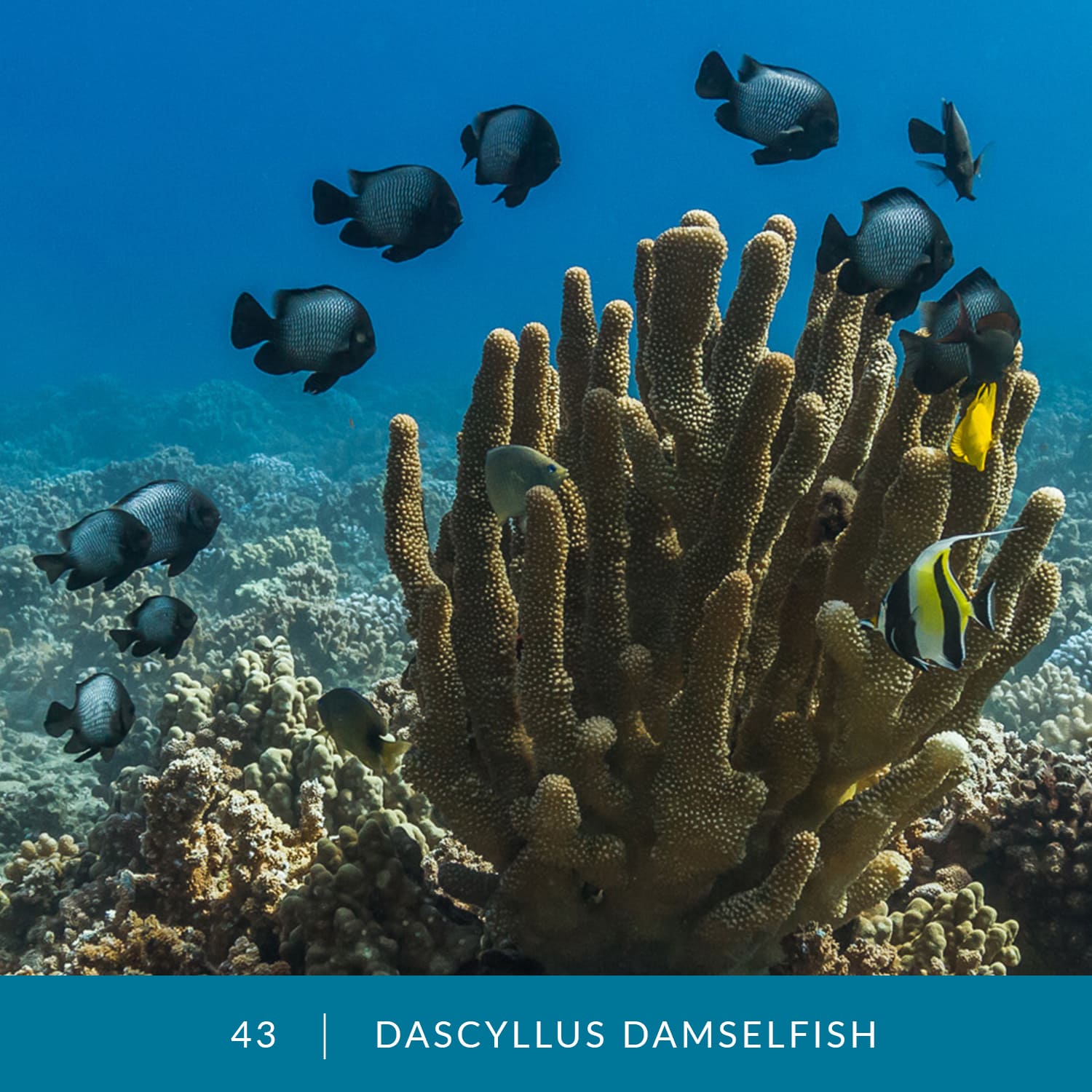 VESS_Fish_Cards_2022_43_Dascyllus-Damselfish