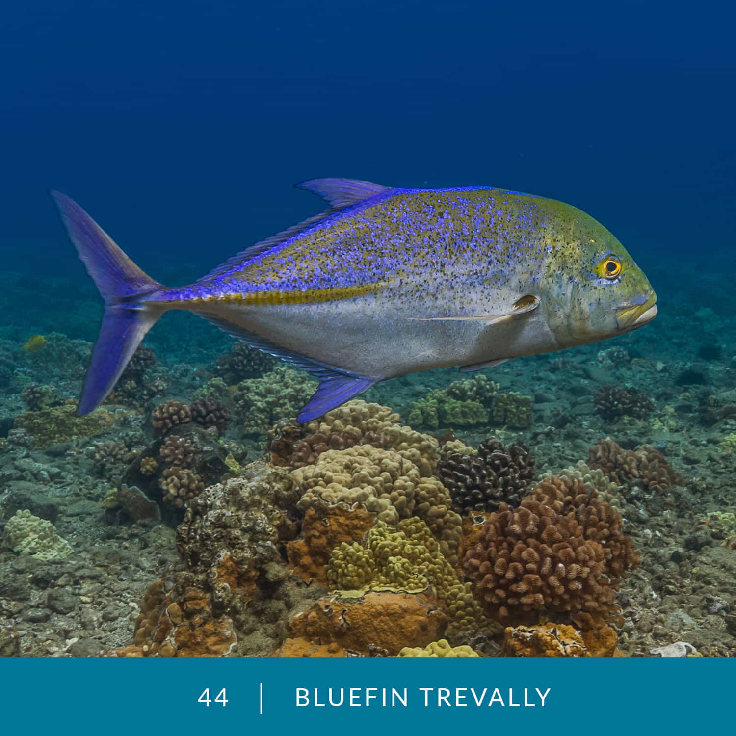 VESS_Fish_Cards_2022_44_Bluefin_Trevally